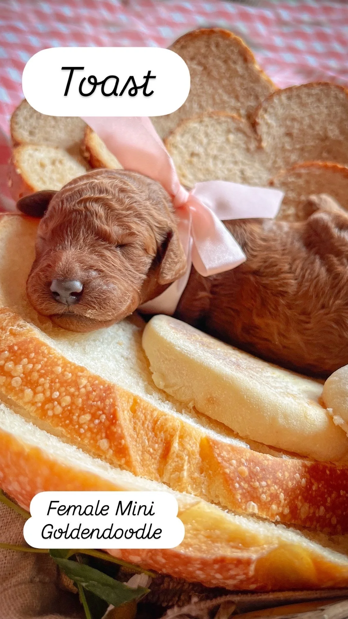 Ruby + Pippen Puppy 2 days old Mini F1B Goldendoodle 