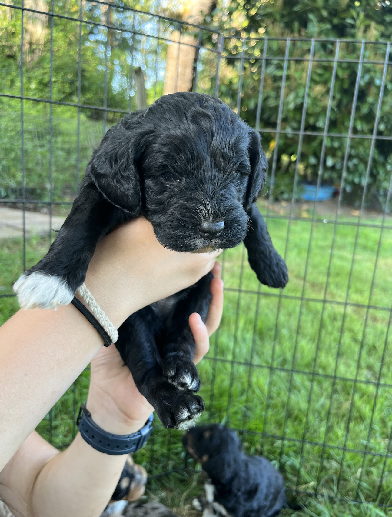 Apollo - Male 