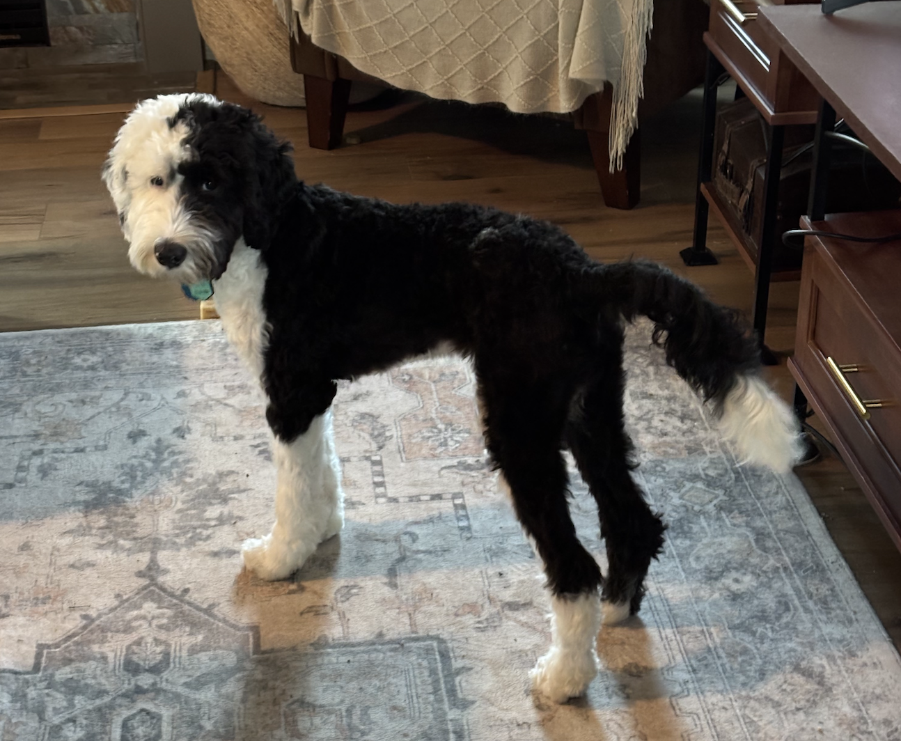 8 months old F1b fern + Pippen medium sheepadodle