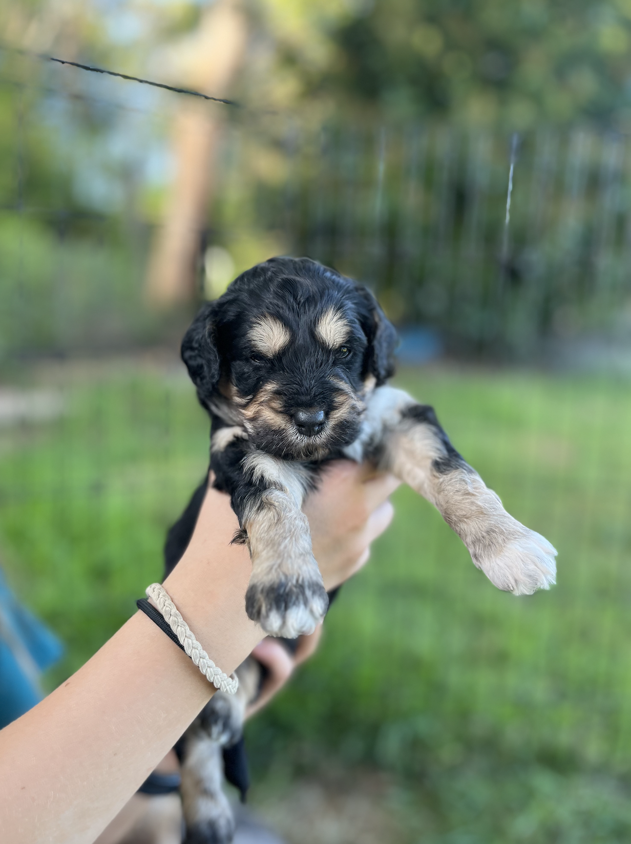 Hercules -Male