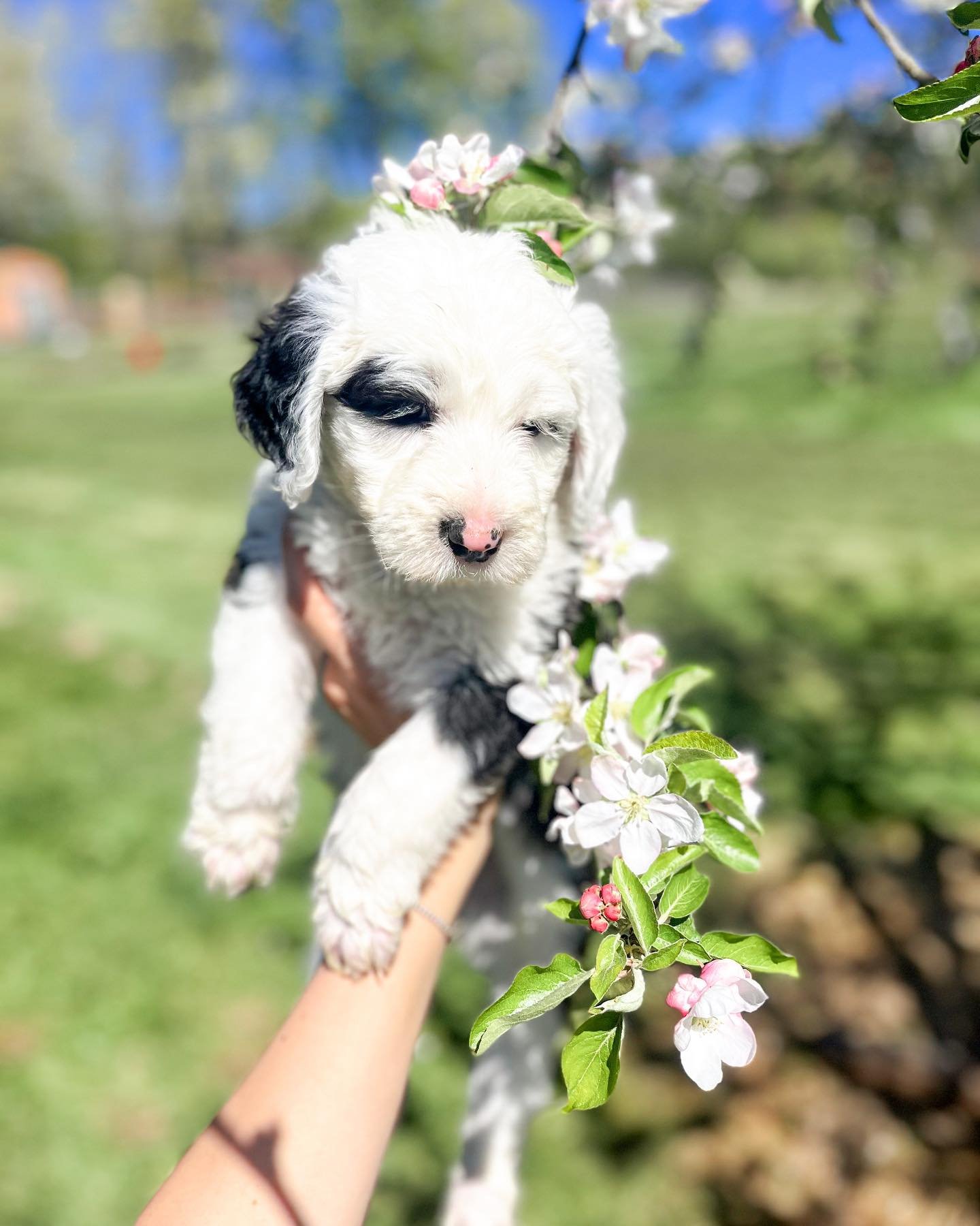 Available Puppies, meet Rainier, Shasta and Denali. they are standard F1 Sheepadoodles and will grow to be 70-80lbs they are incredibly sweet and smart, will have a wavy - little to non Shedding coat.
Dob 03/08/24 ready to go home early May. For more