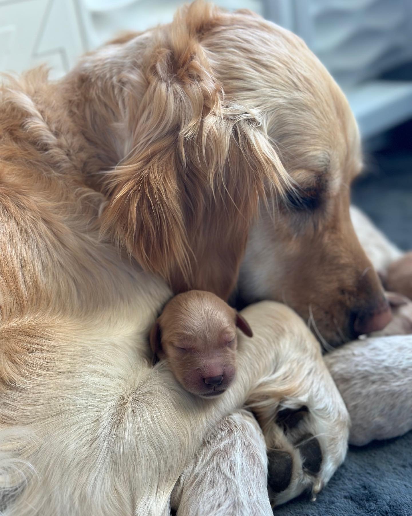 These pictures melt my heart. Our newest babies we born May 11. Abby had 11 perfect Goldendoodle puppies they are so precious. Abby is doing so great as a first time mama