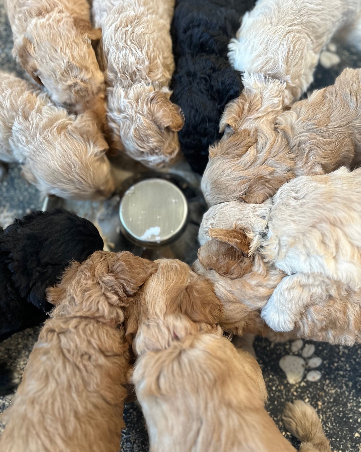 Babies pups are 5 weeks old. And getting more playful and curious every day. #goldendoodles #puppies #wenatchee