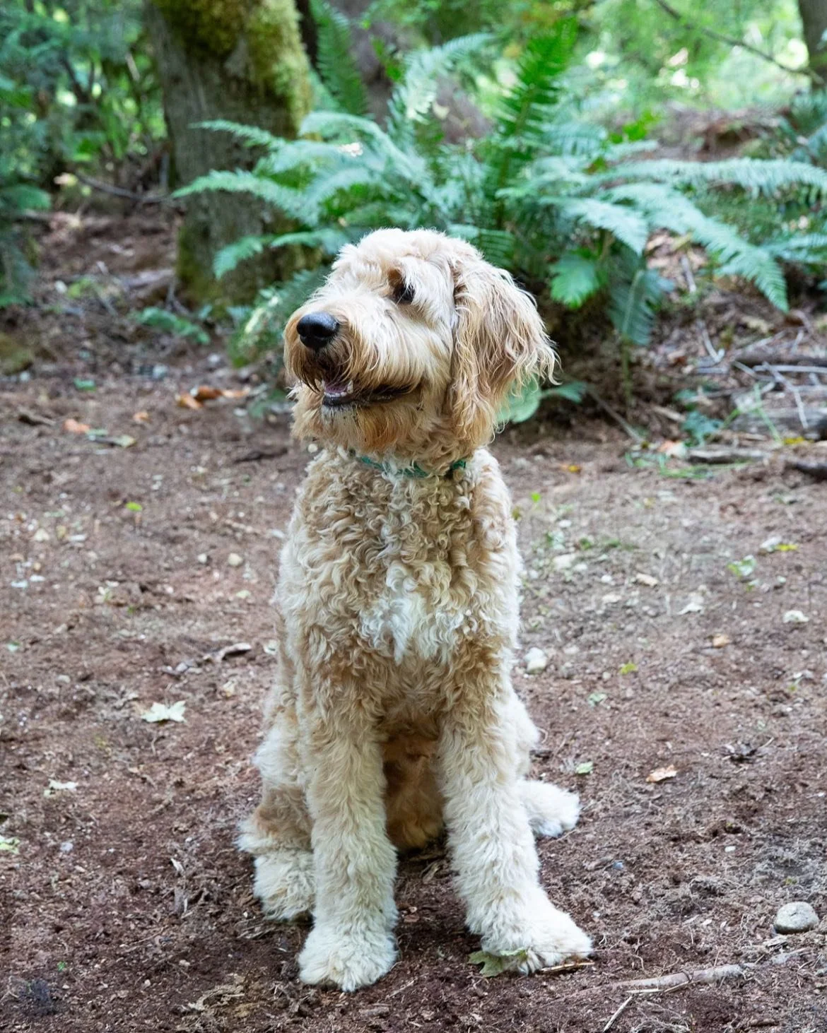 Your adventures buddy is waiting for you. We love getting updates of our pup&rsquo;s growing up and living their best lives. Our doodles are all about fun and activities the perfect addition to your PNW family.