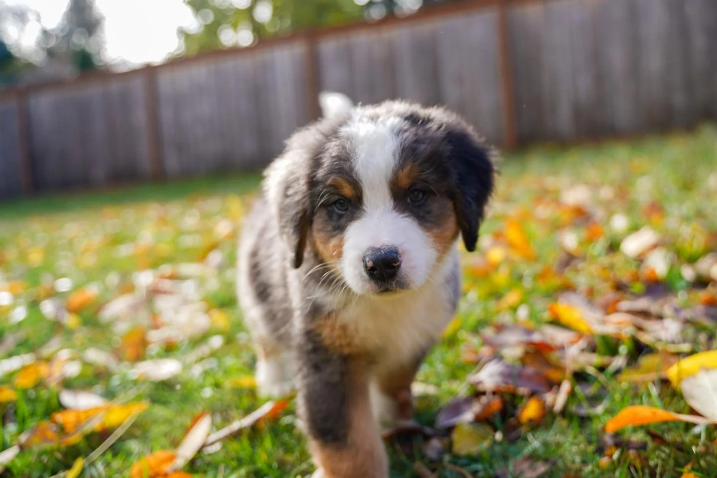 Our first litter of Ultra Bernedoodles has been to their forever homes for a few weeks now and I&rsquo;m still obsessed.