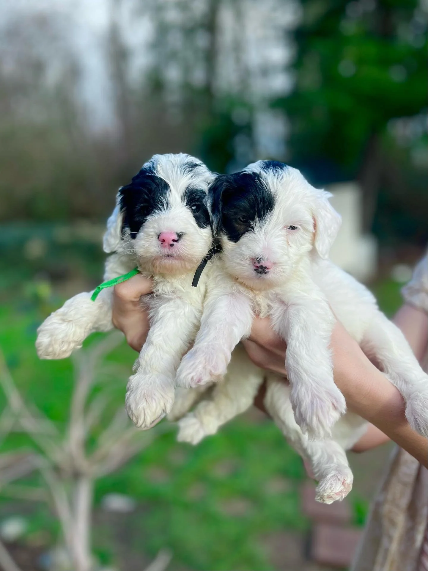 When you think you have the most unique markings and then you have a twin. Snowbird and Snoqualmie twinnings little butt spots.#Sheepadoodle #puppy