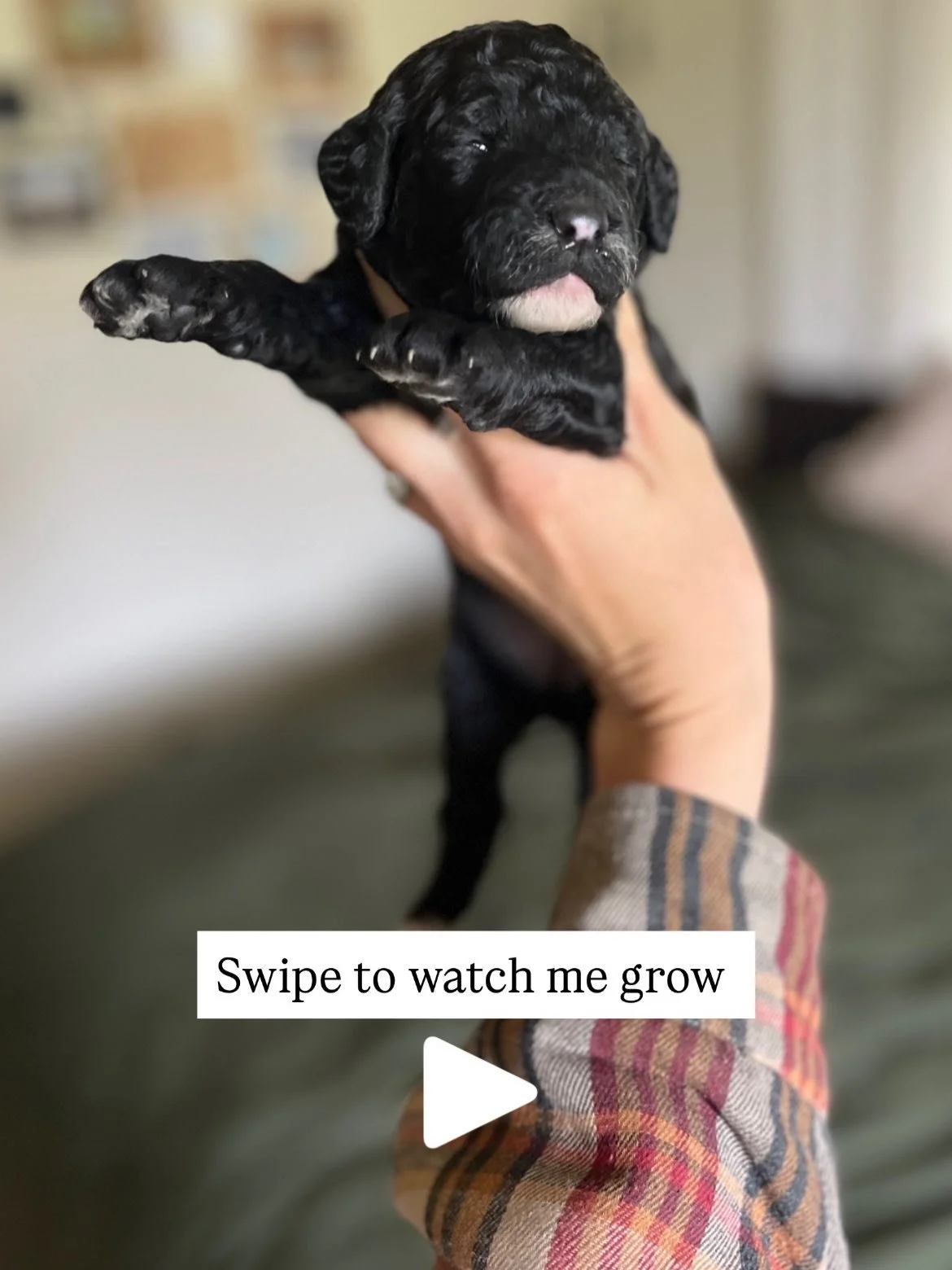 Almost a year old, fun to watch puppies grow! This is one of our black Sheepadoodle pups form Fern and pippens first litter. Sweet Daphne