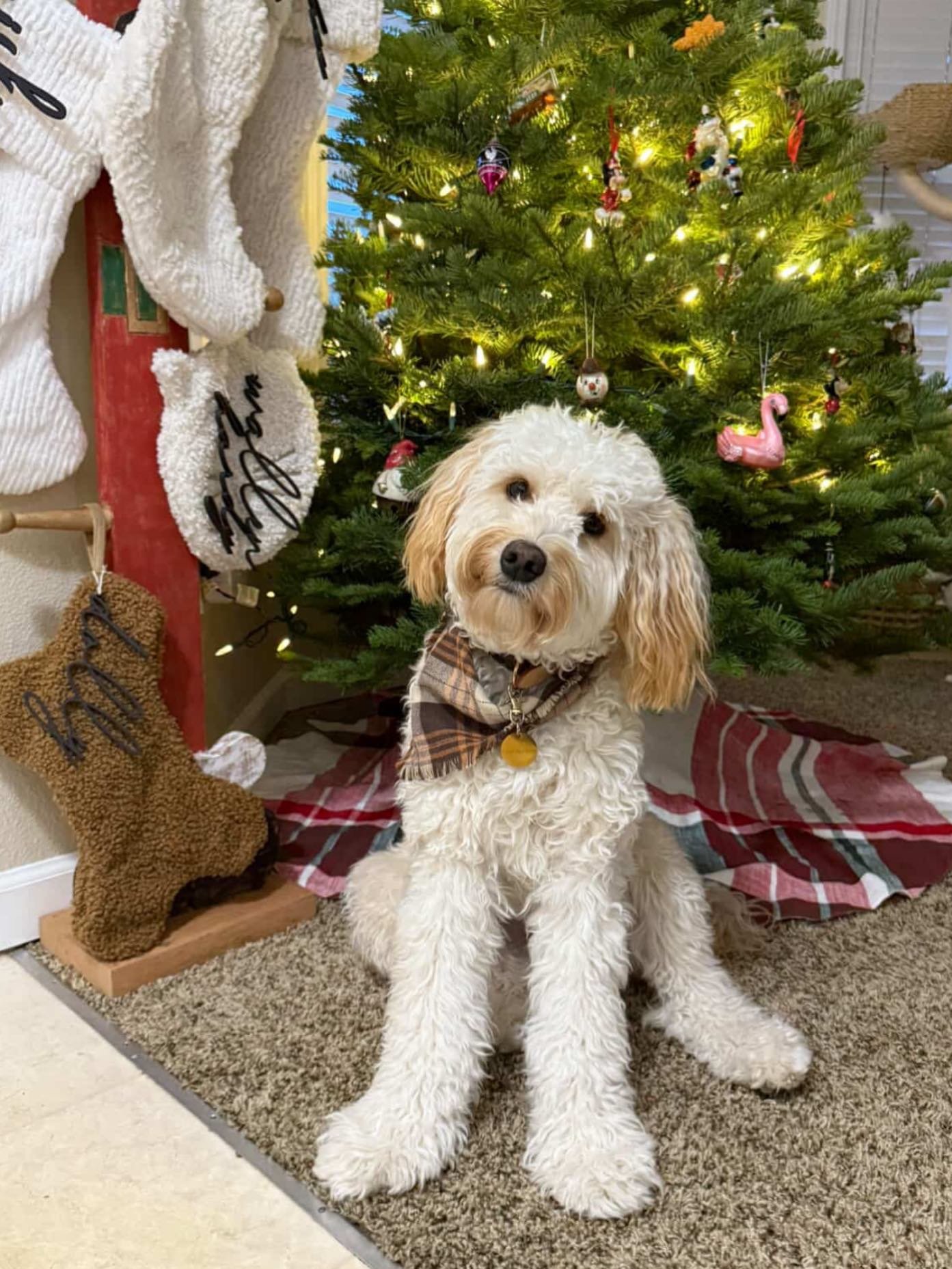 Merry Christmas! And happy First Birthday to Abbies Evergreen Litter. #puppies