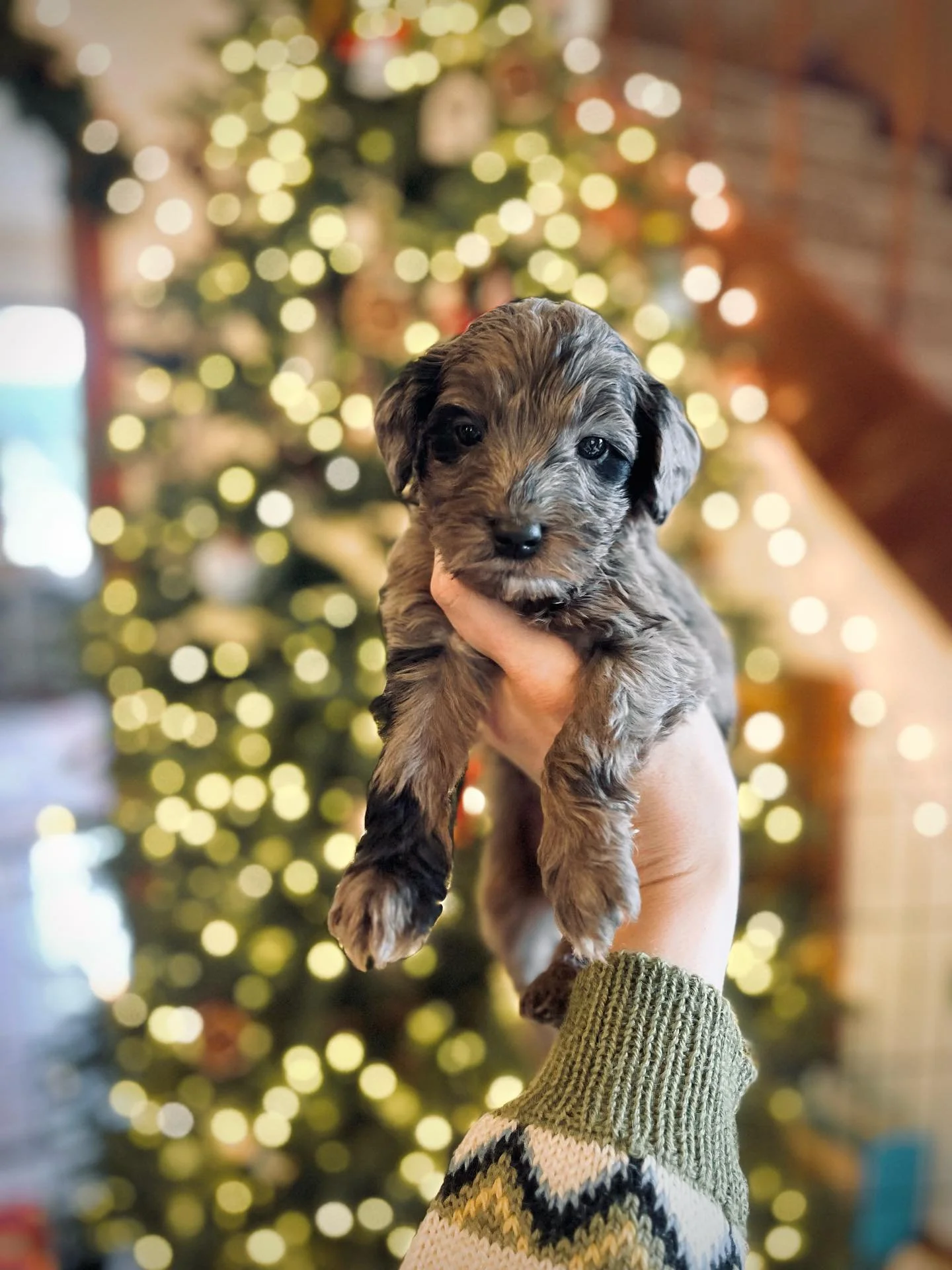 &lsquo;Twas the night before Christmas #puppy #sheepadoodle