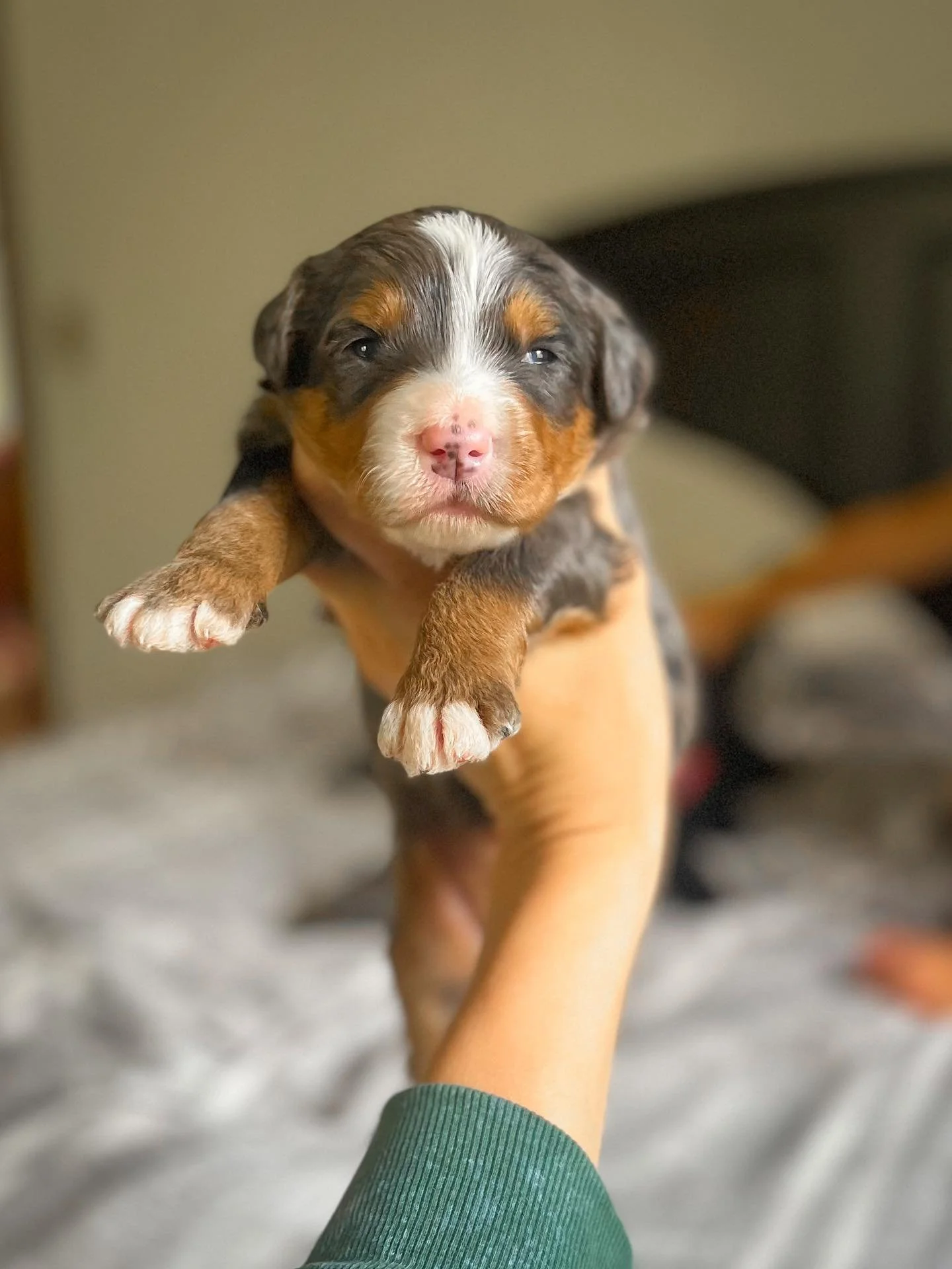 So what is an Ultra Bernedoodle?
An ultra bernedoodle has a higher percentage of Bernese mountain dog than poodle ours are 25% poodle and 75% Bernese Mountain dog. They have relaxed demeanors, straicht huffy /wavy coats, longer lifespans and low to n
