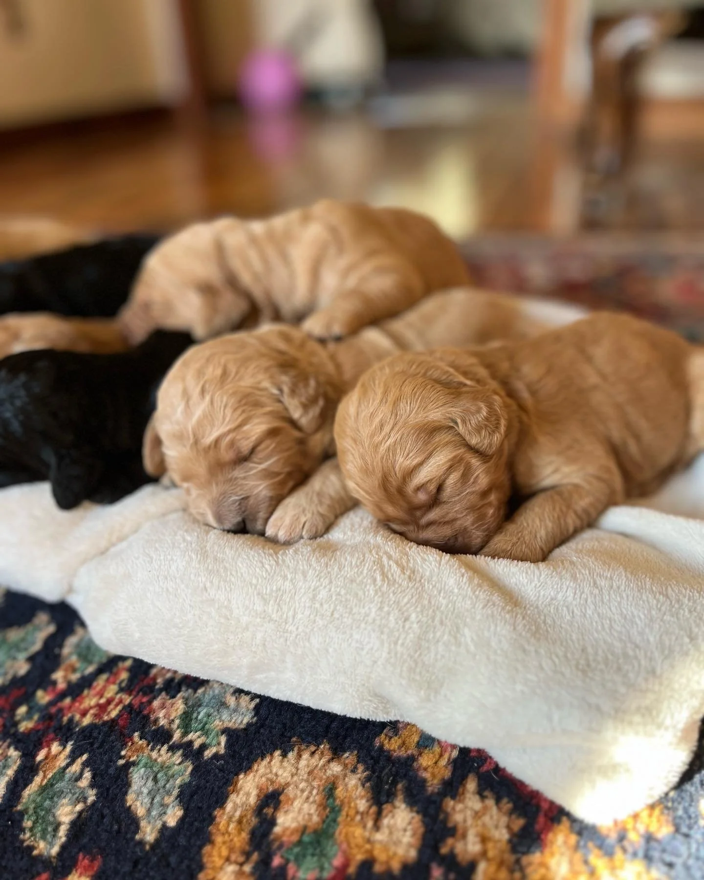 Sunny and Odie, Standard Goldendoodle puppies, they are getting chunky 😍 go home April