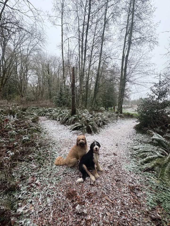 Adventure buddies! #bernedoodle #goldendoodle #evergreenvalleypnwdoodles