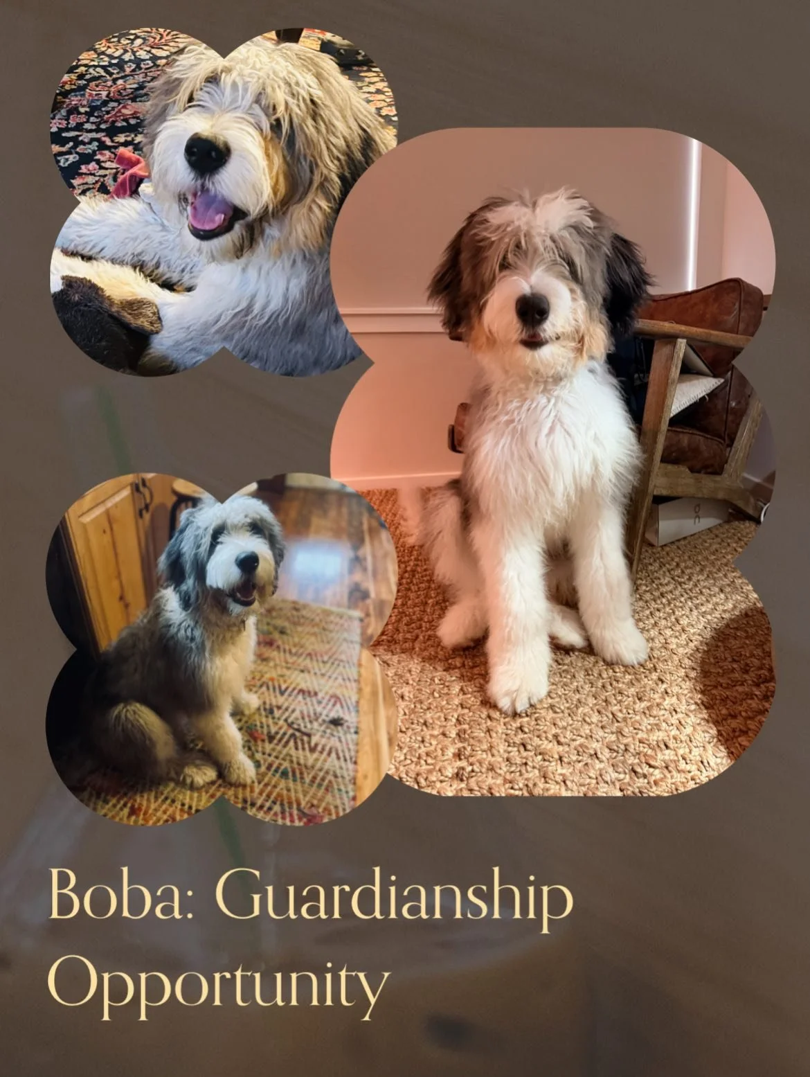 Meet Boba, We are looking for a guardian family must live with 2 hours of Olympia, apply to learn more