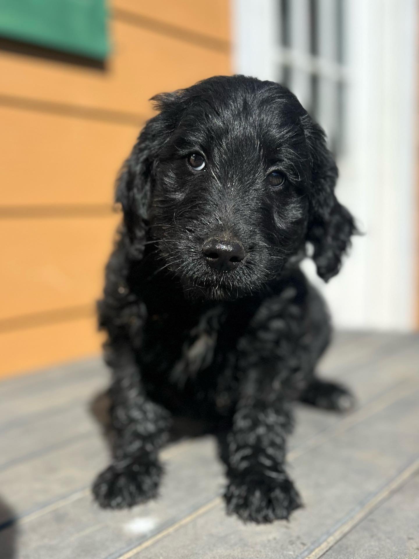 Sweet little lady looking for her her fuuurever family DM for details ❤️Standard Goldendoodle, Ultimate adventure buddy.