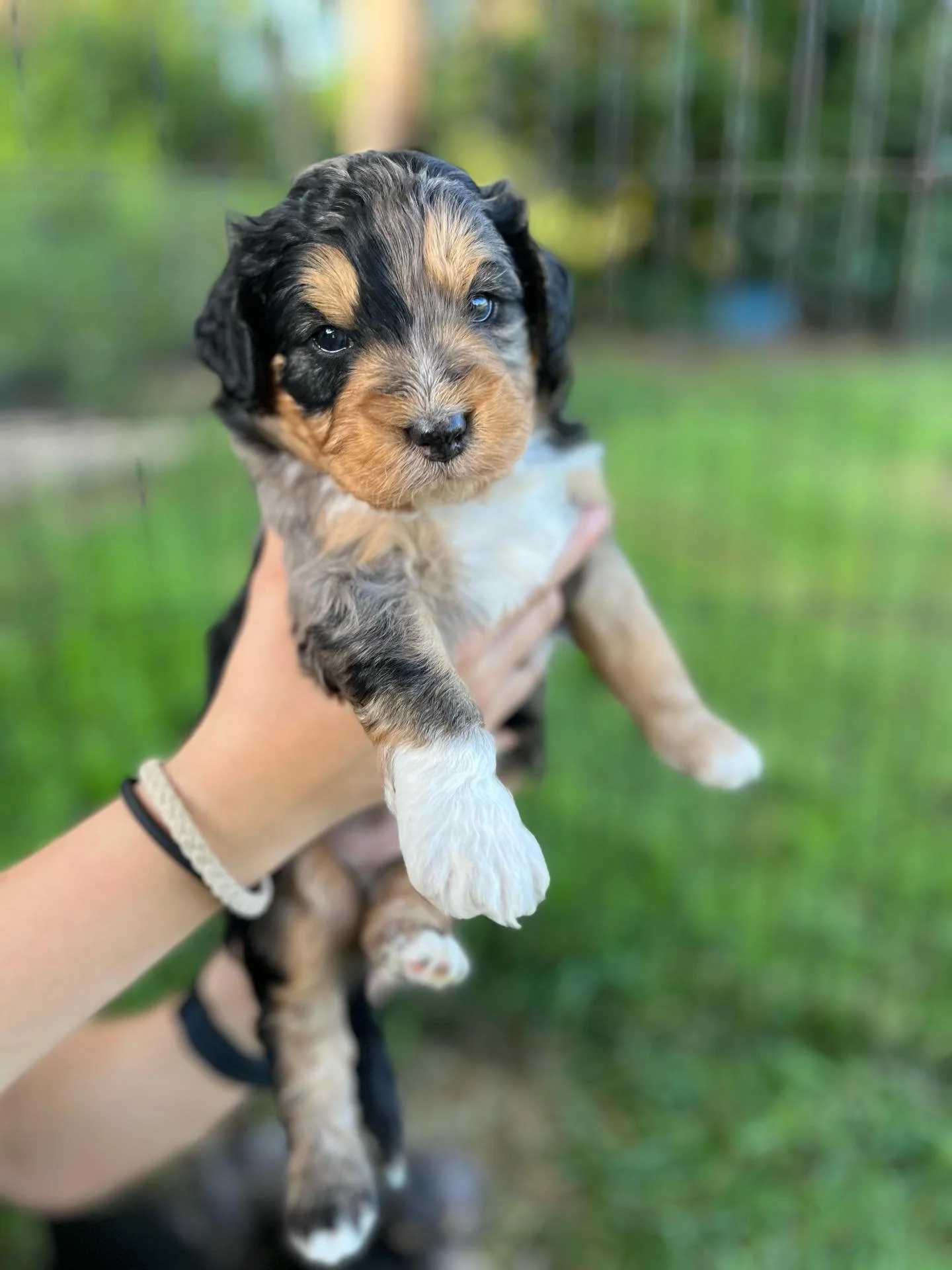 Mini Aussiedoodles 😍