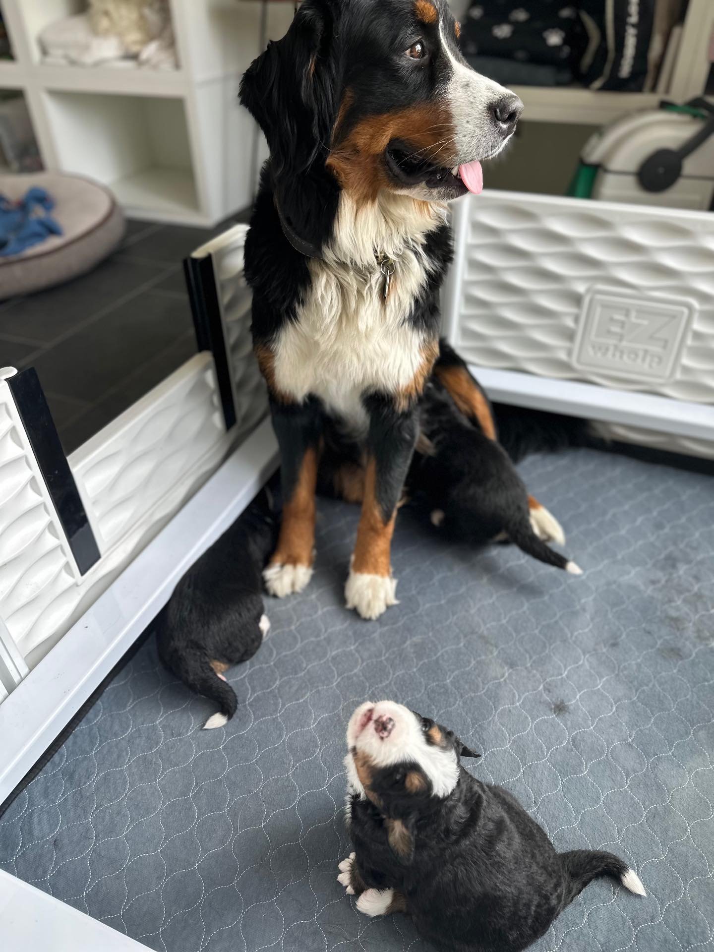 Always down to try something new around here, this our first litter of Bernese Mountain dogs we deeply love  both the Poodle and the Bernese side of our Bernedoodle puppies so we are so excited to have some 100% Bernese mountain dogs. They are sweet 