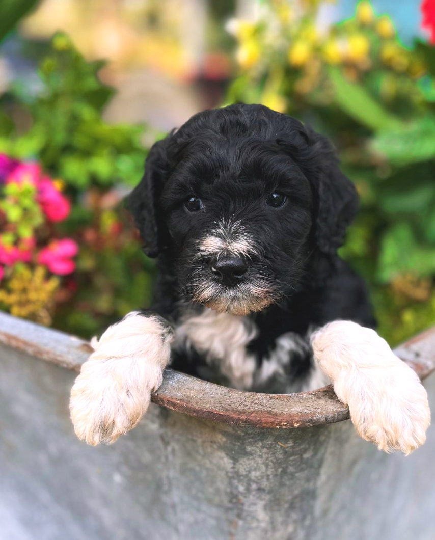 Sushi- male - $2250