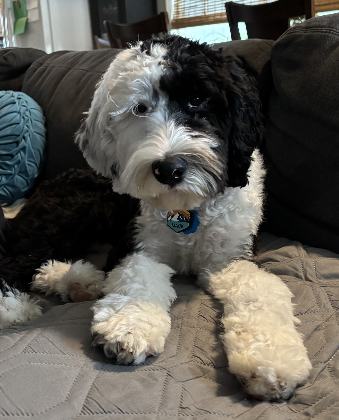 8 months old F1b fern + Pippen medium sheepadodle