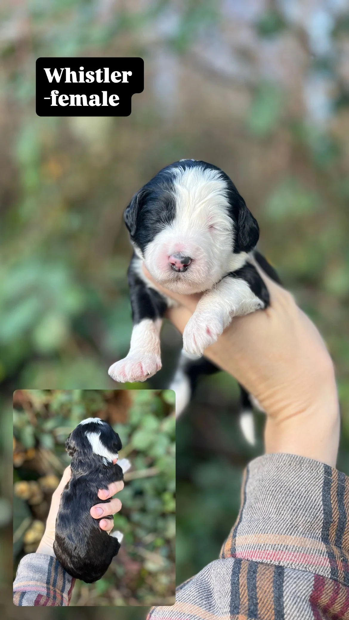 10 days old / Fern + Pippen Medium F1B Sheepadoodle