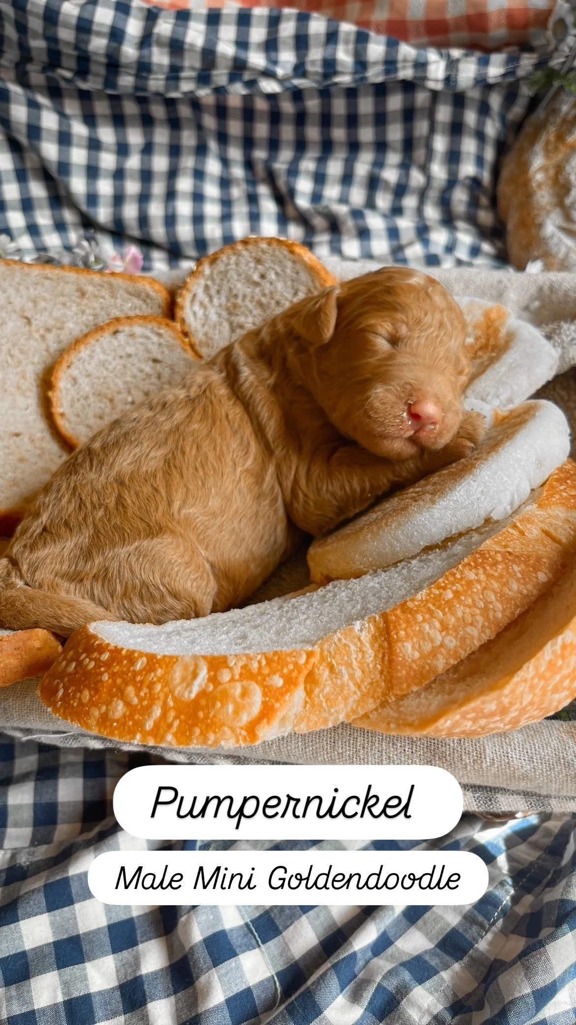 Ruby + Pippen Puppy 2 days old Mini F1B Goldendoodle 