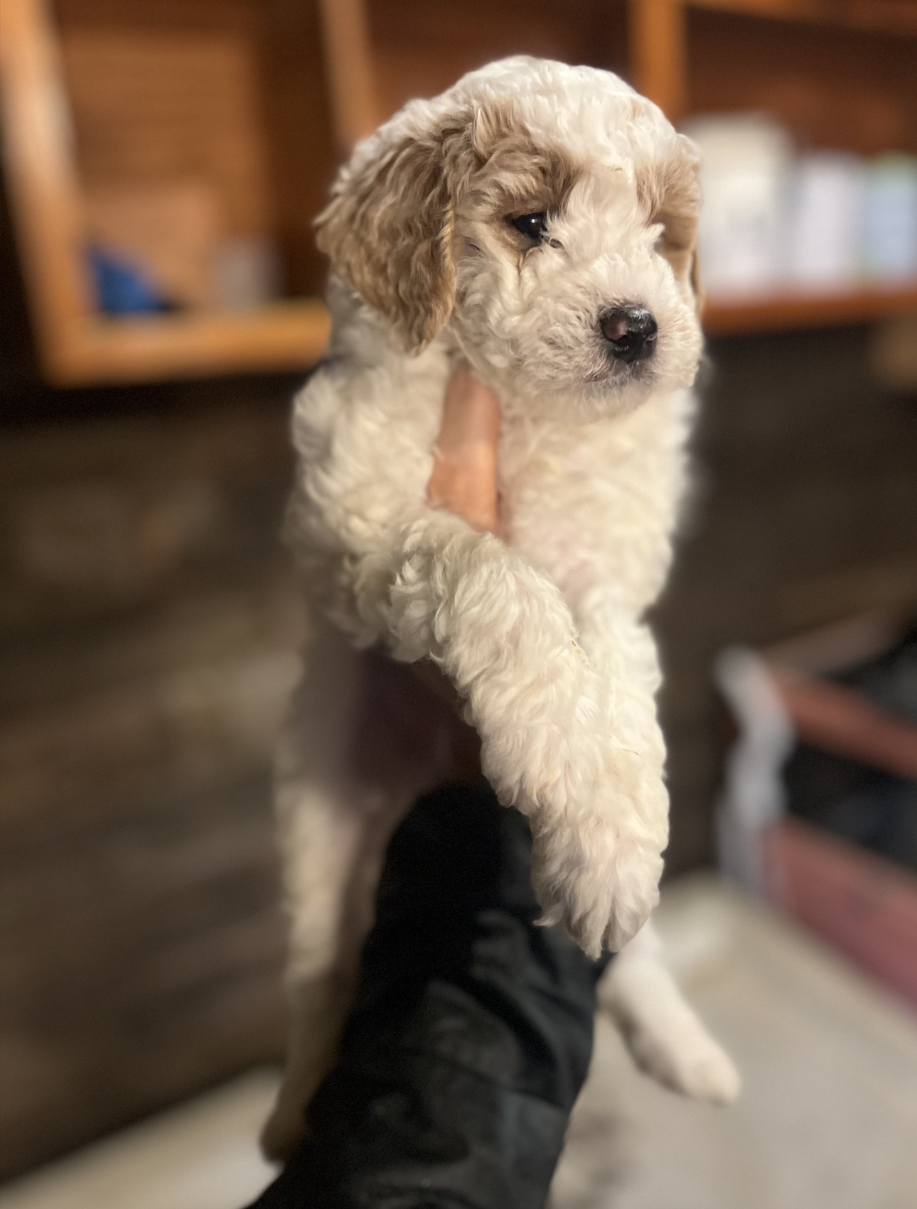 pearl ruby puppy 6 weeks old 
