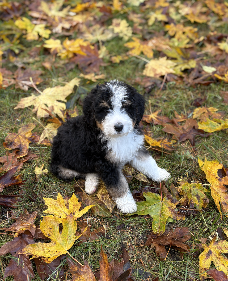 8 weeks old furnished Ultra bernedoodle tricolor 