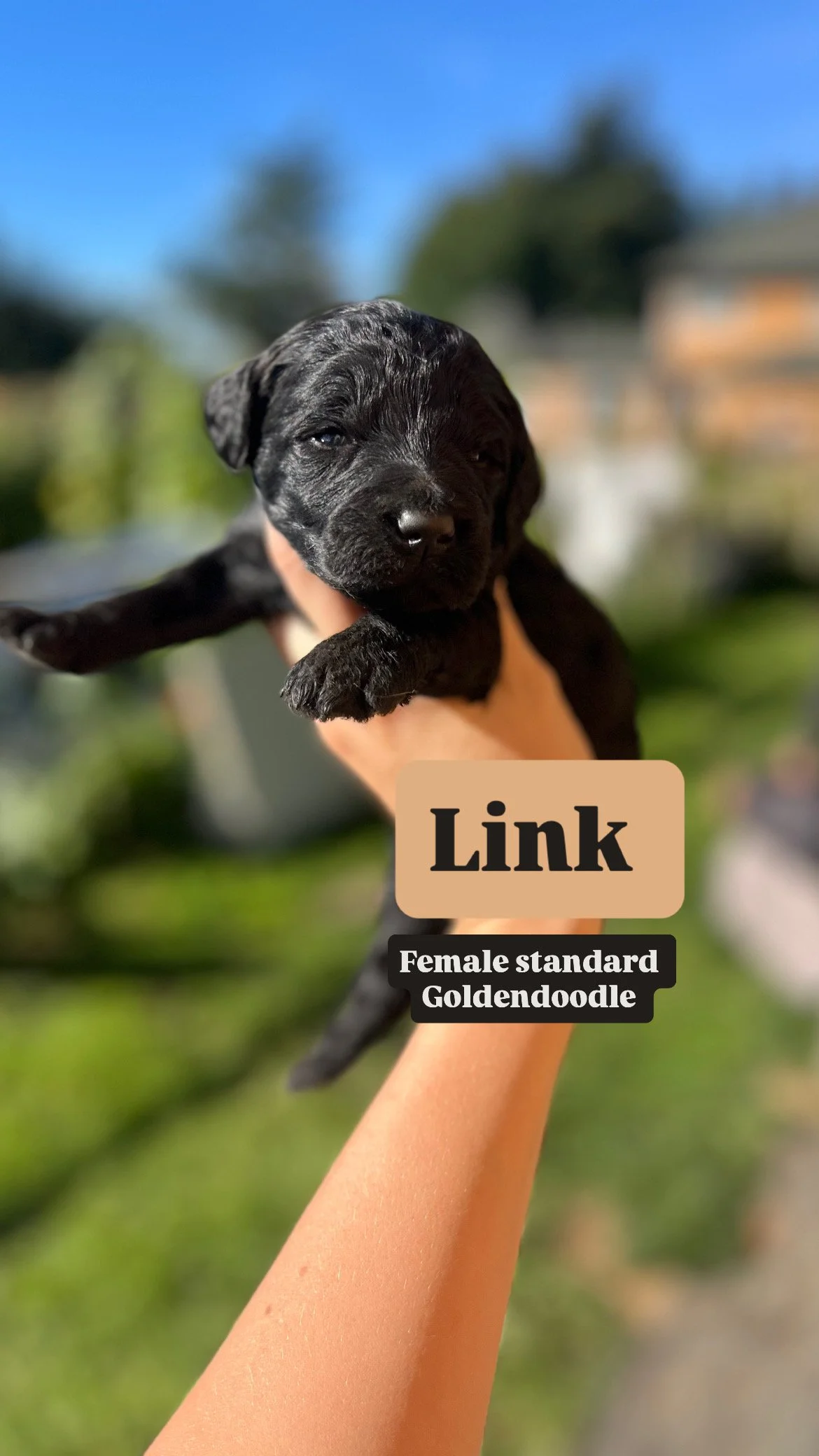 sunny goldendoodle 5D2EEF85-F4DA-48E5-AB48-63659C51EDC6.JPG