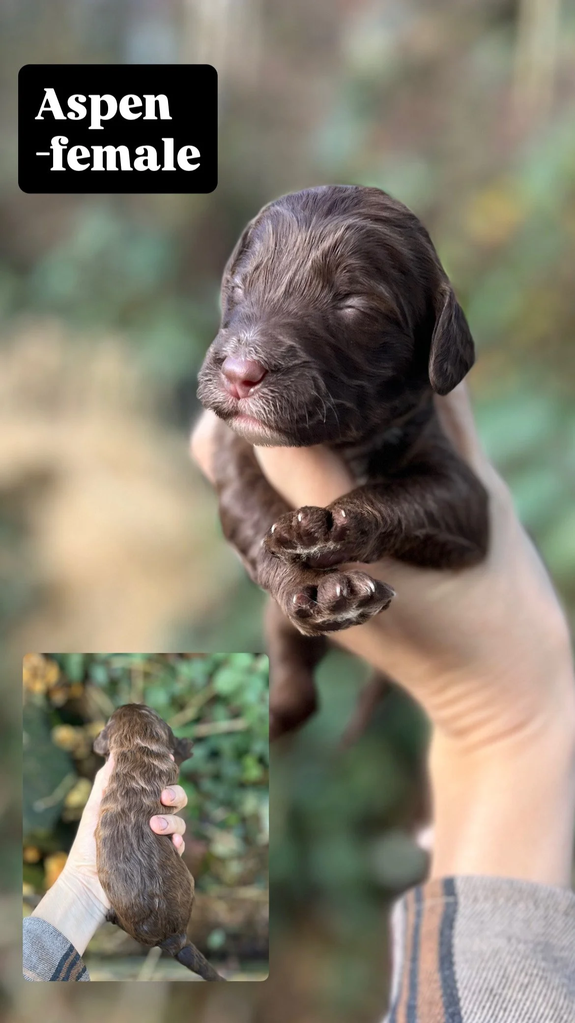 10 days old / Fern + Pippen Medium F1B Sheepadoodle
