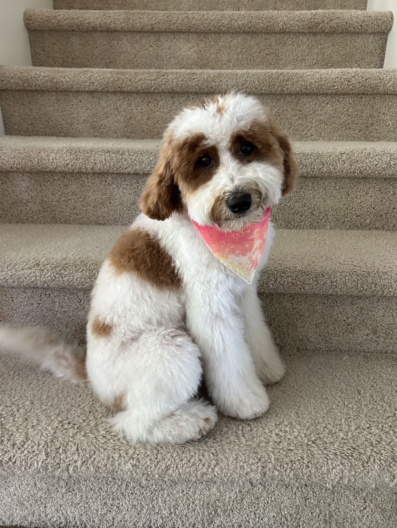 6 MONTH OL ruby puppy (pearl)