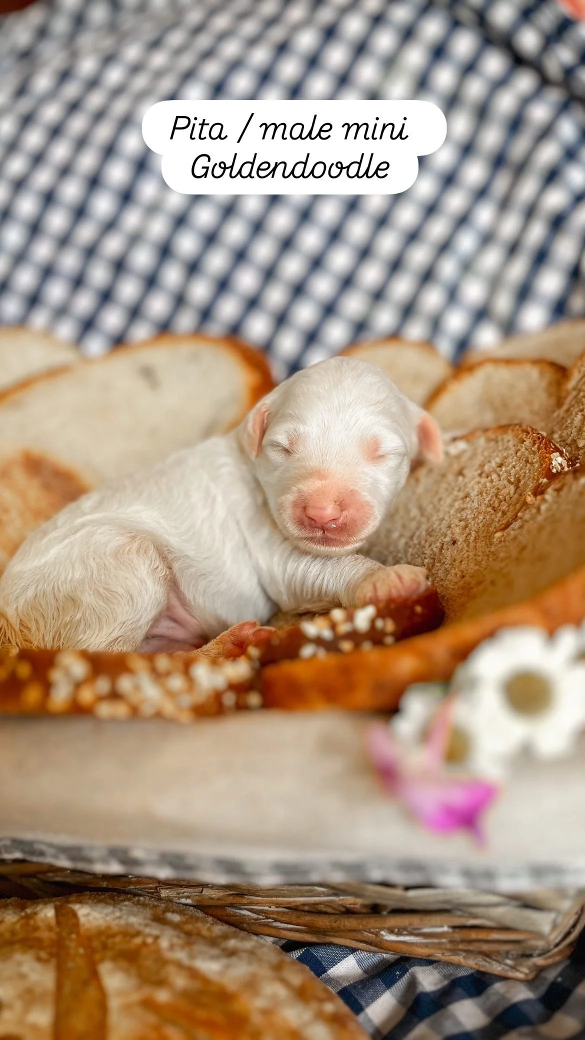 Ruby + Pippen Puppy 2 days old Mini F1B Goldendoodle 