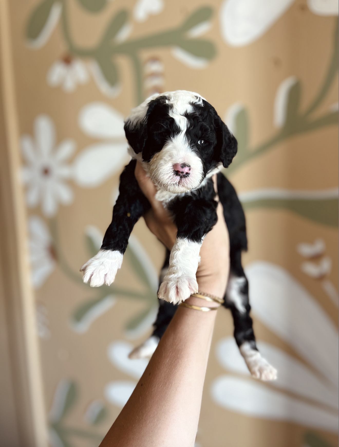 Female - Jaba - AVAILABLE