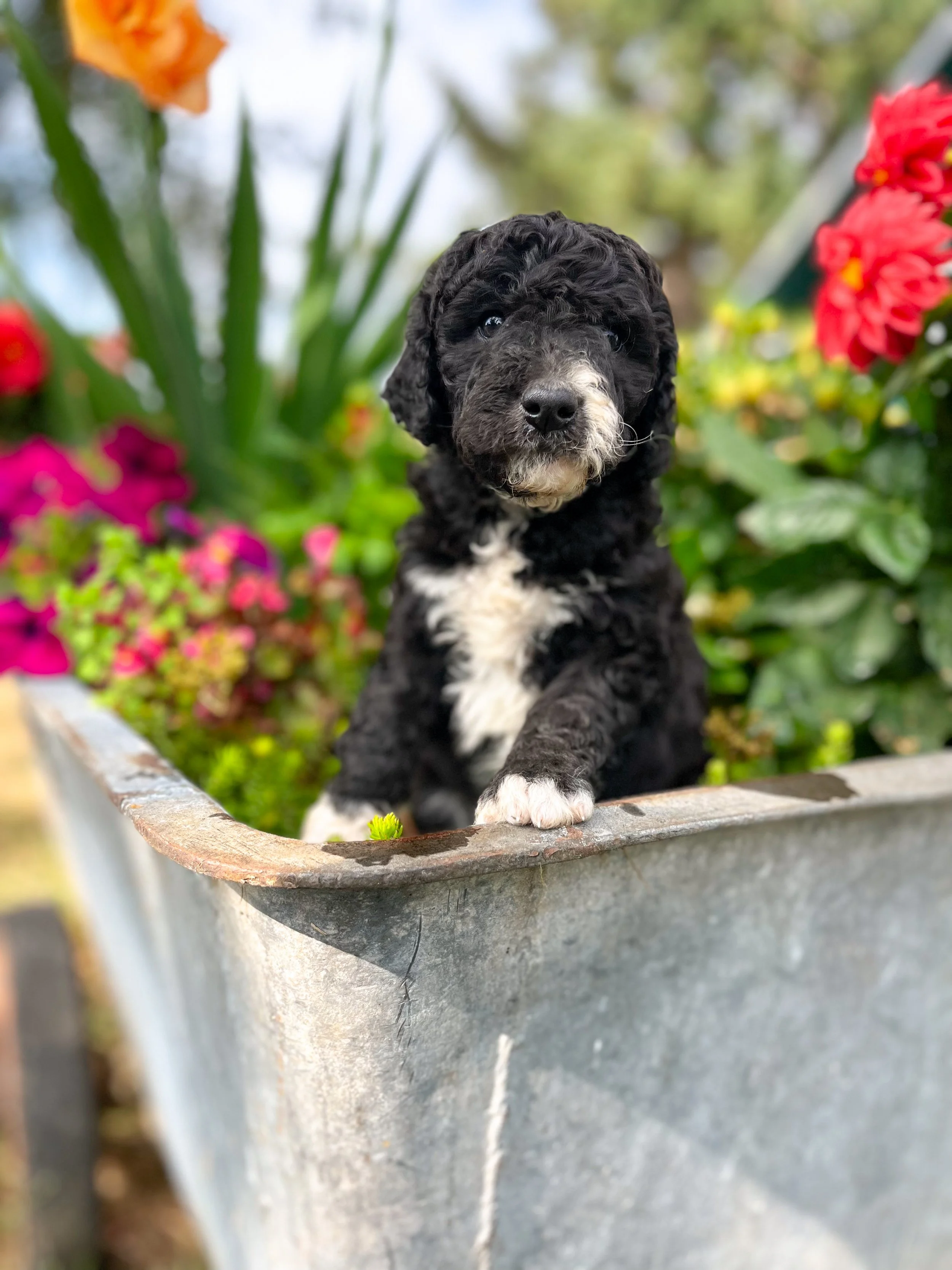 Nori - female - Available $2250 