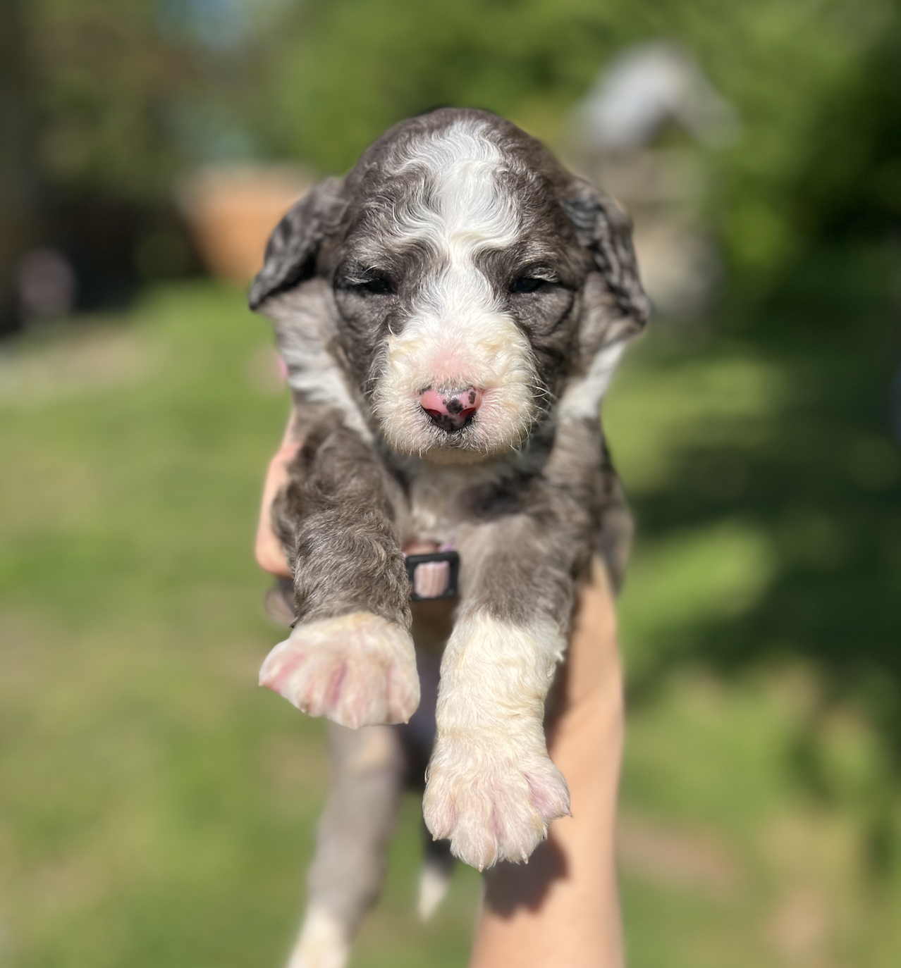 luna puppy 6 weeks old 