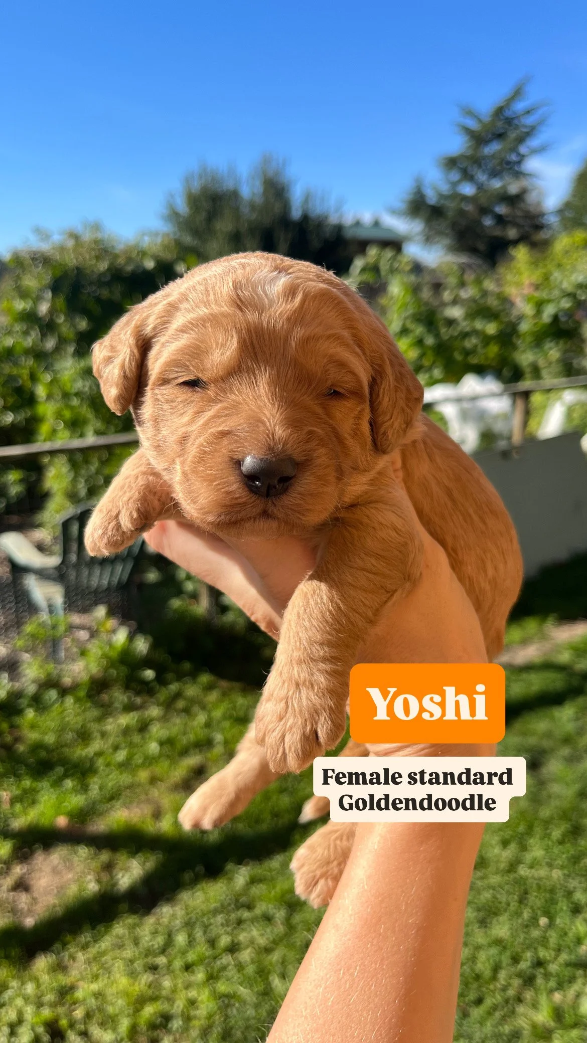 sunny goldendoodle 28F2EF32-3312-41FD-9951-8B0DD659ED94.JPG