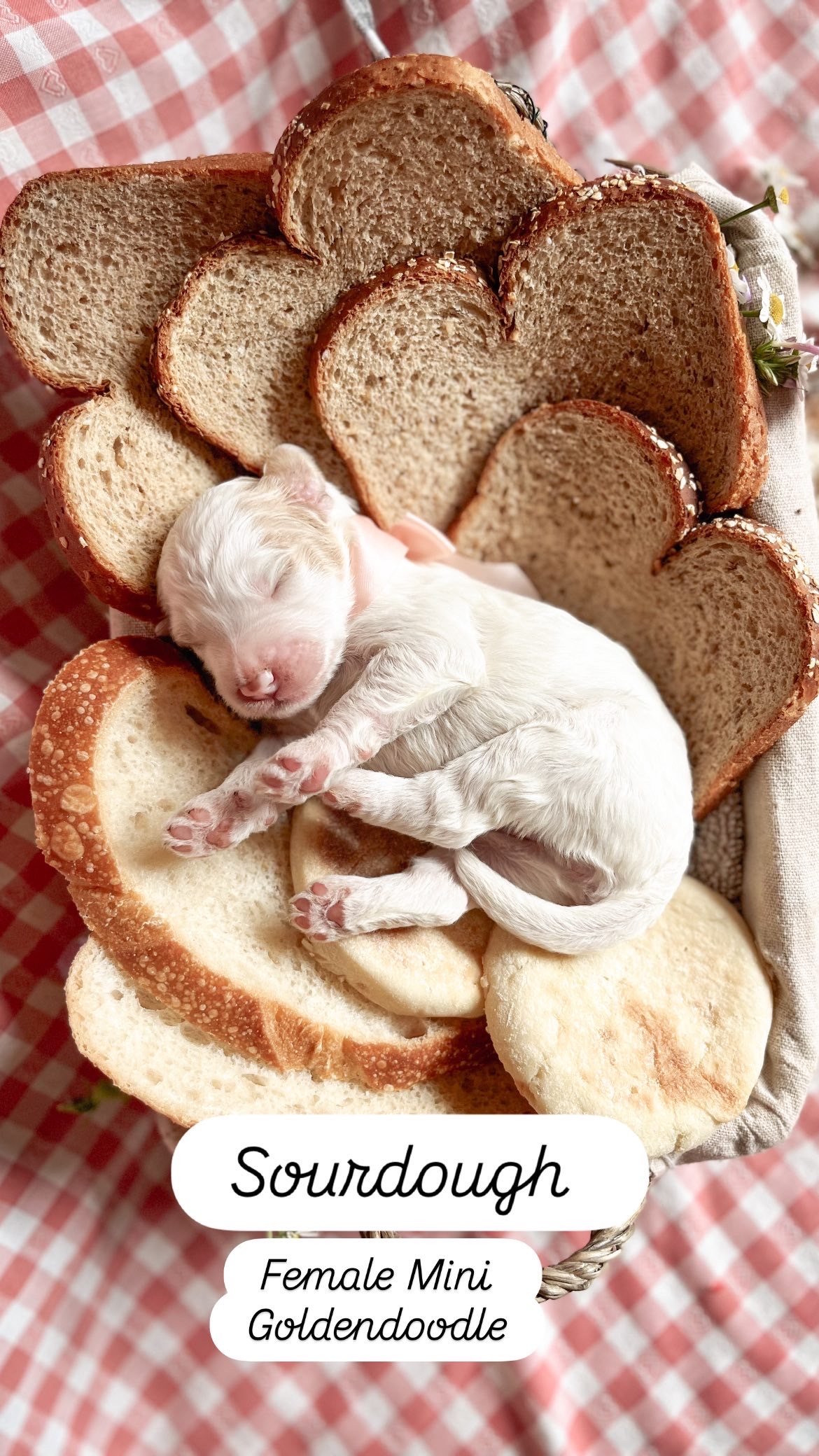 Ruby + Pippen Puppy 2 days old Mini F1B Goldendoodle 