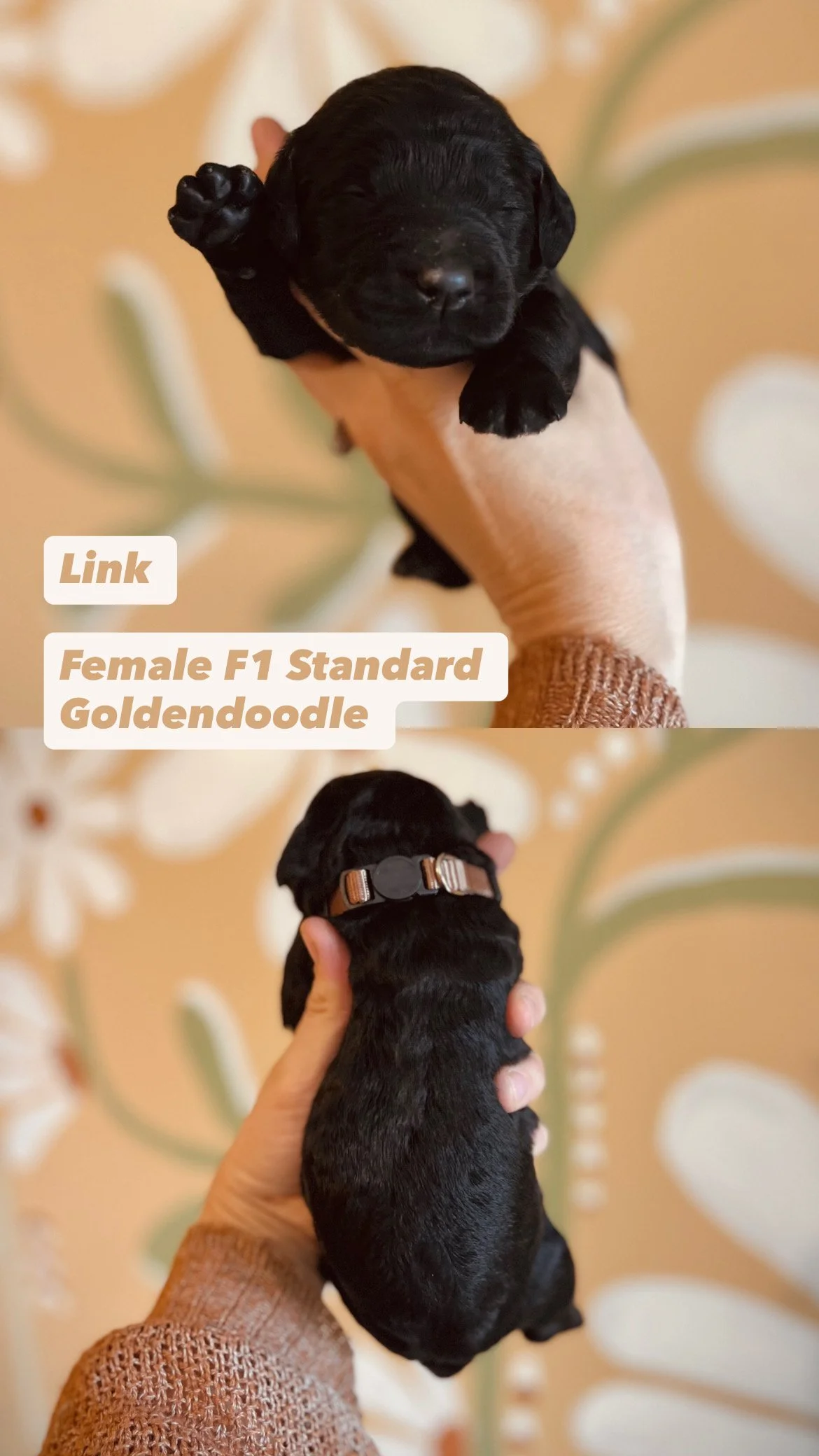 1E69F403-E383-49F7-BF53-ESunny Goldendooodles 39Sunny Goldendooodles F129589.JPG