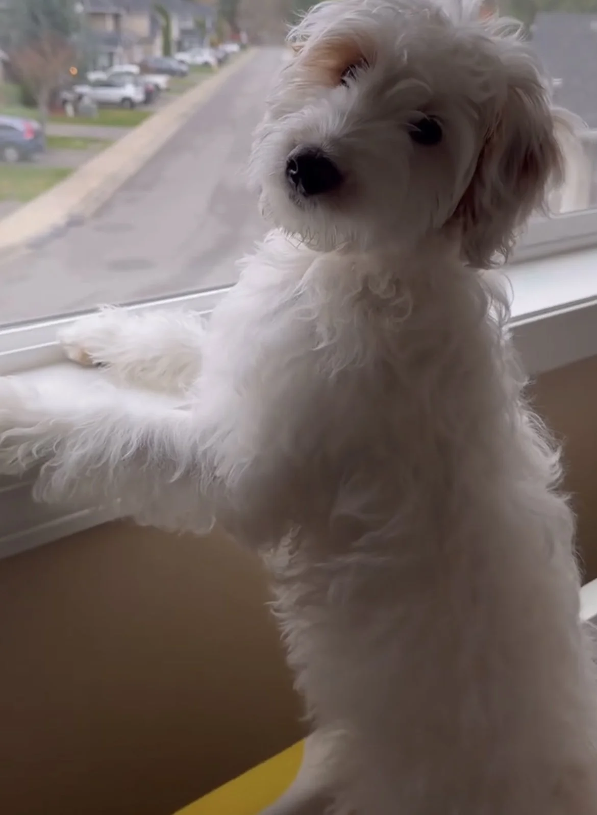 Ruby + Pippen Puppy 4 months  old Mini F1B Goldendoodle 