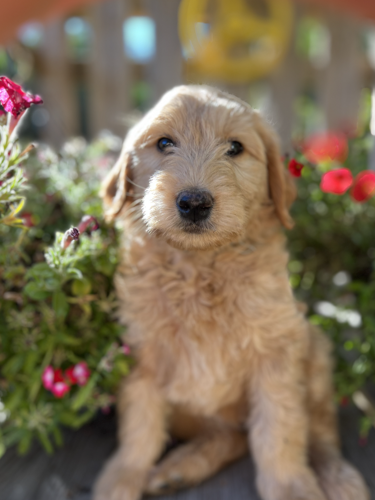Sunny Puppy 7 weeks old Standard 