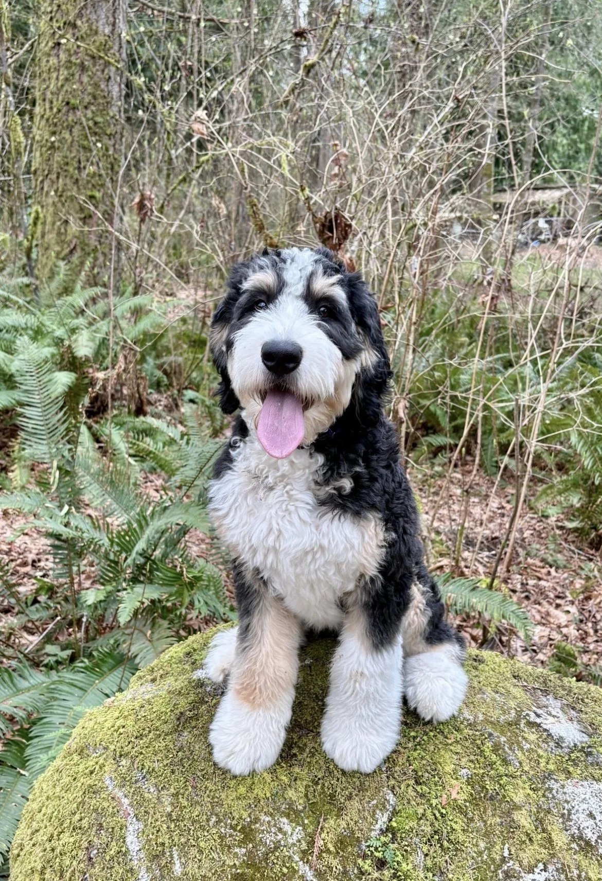 luna puppy 1 year old ultra bernedoodle 