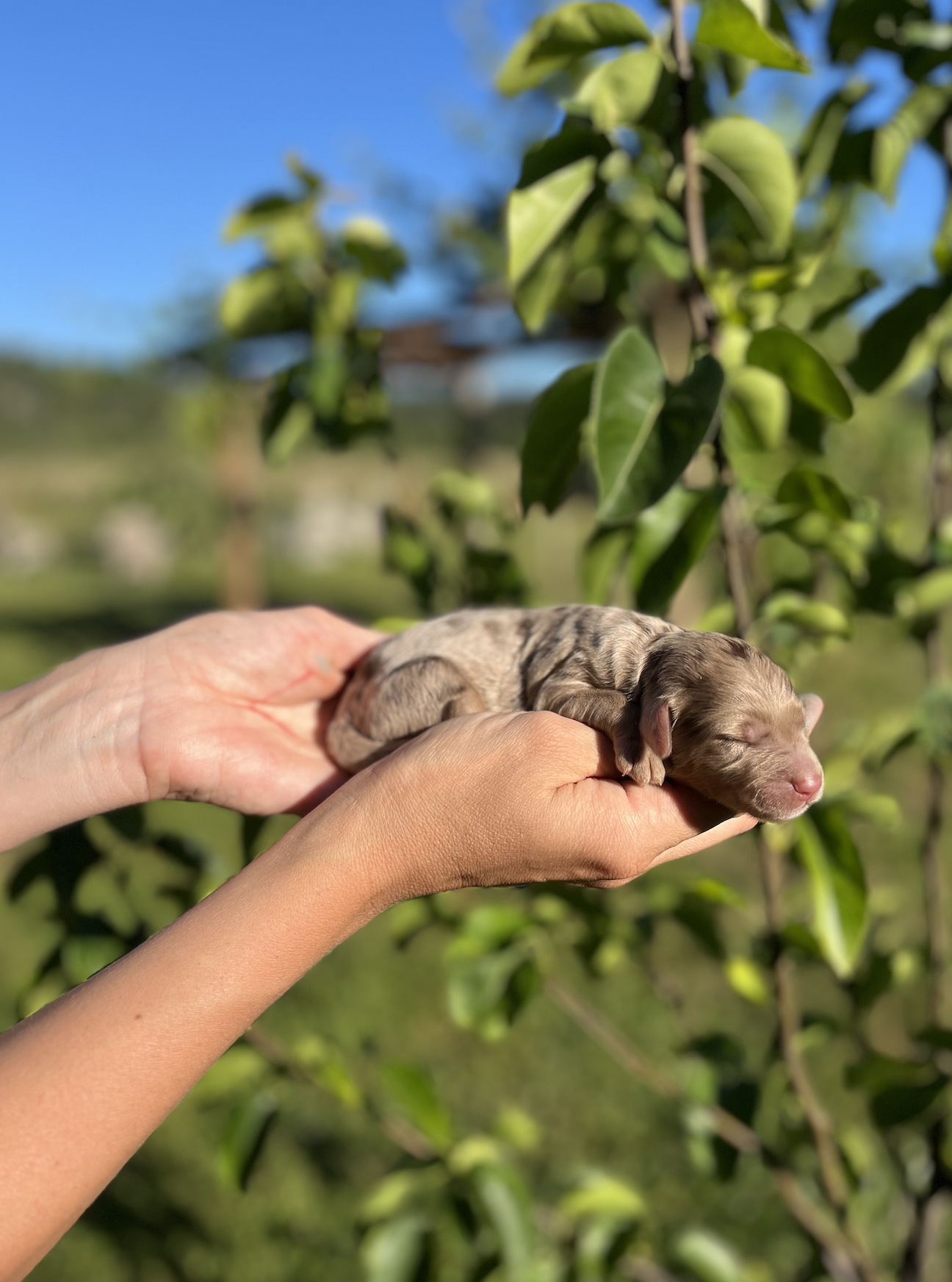 Chewy - Female 