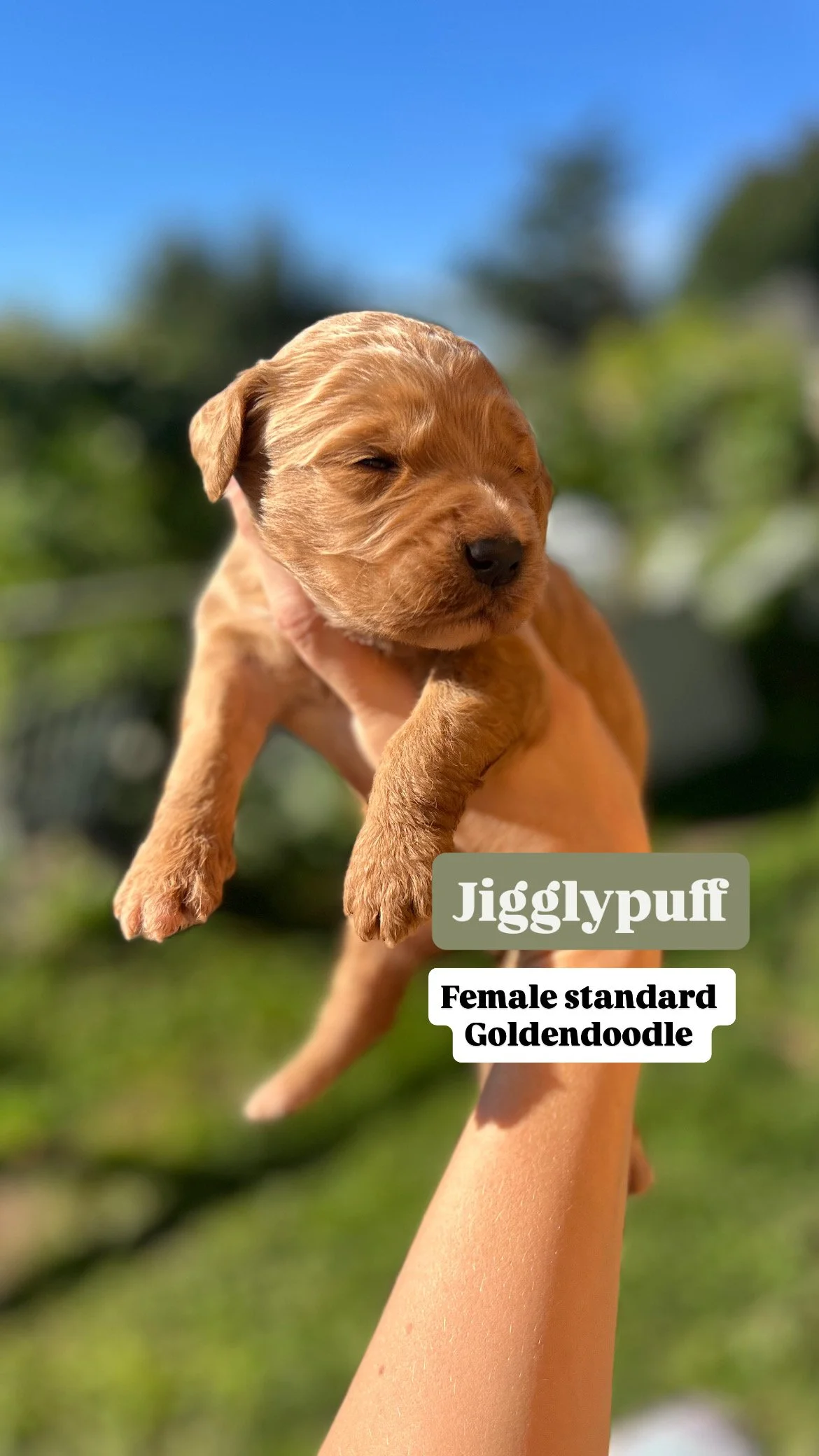 sunny goldendoodle 7CD6C1DC-54D0-4ED7-AF09-FE8C5036007B.JPG