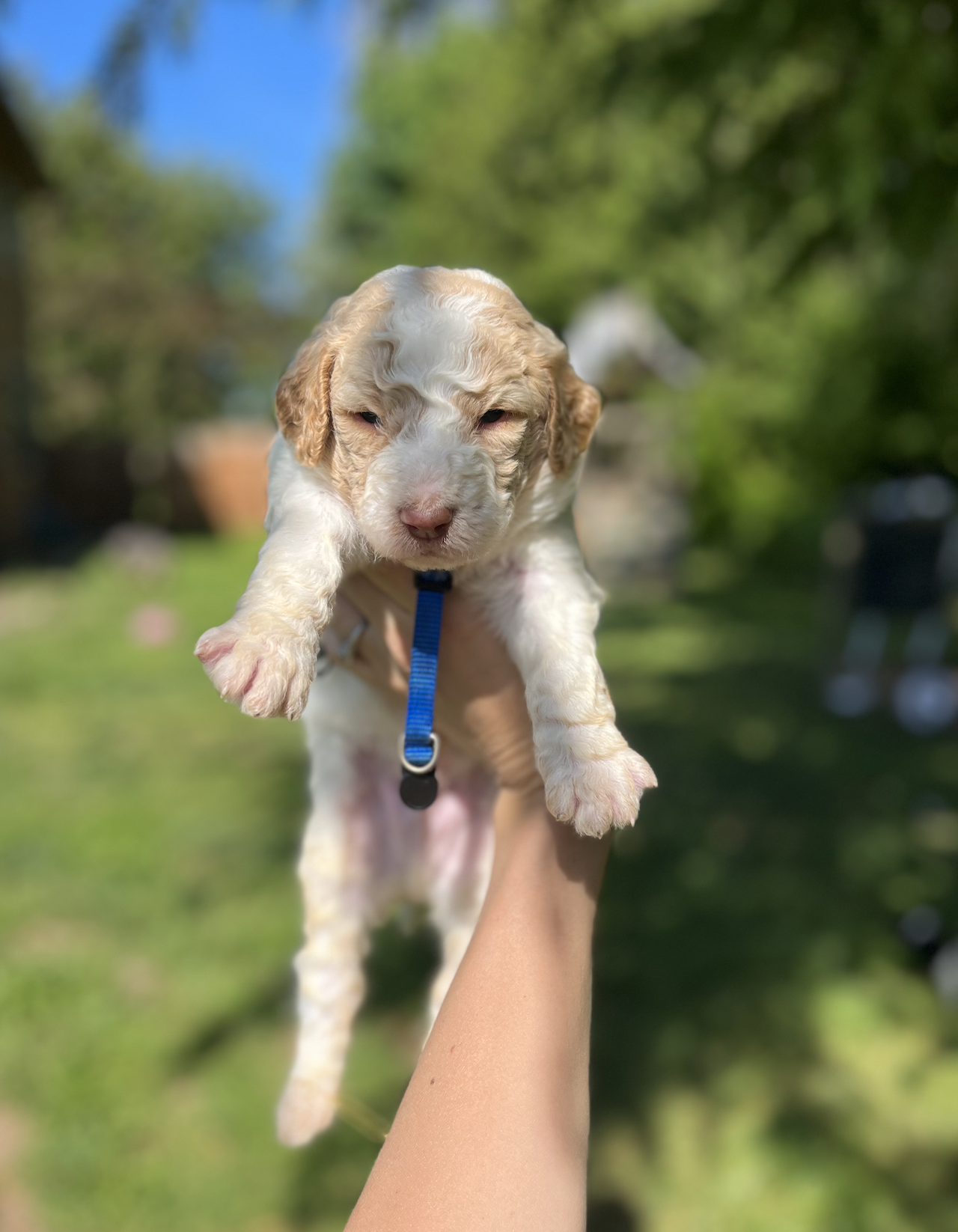 luna puppy 6 weeks old 