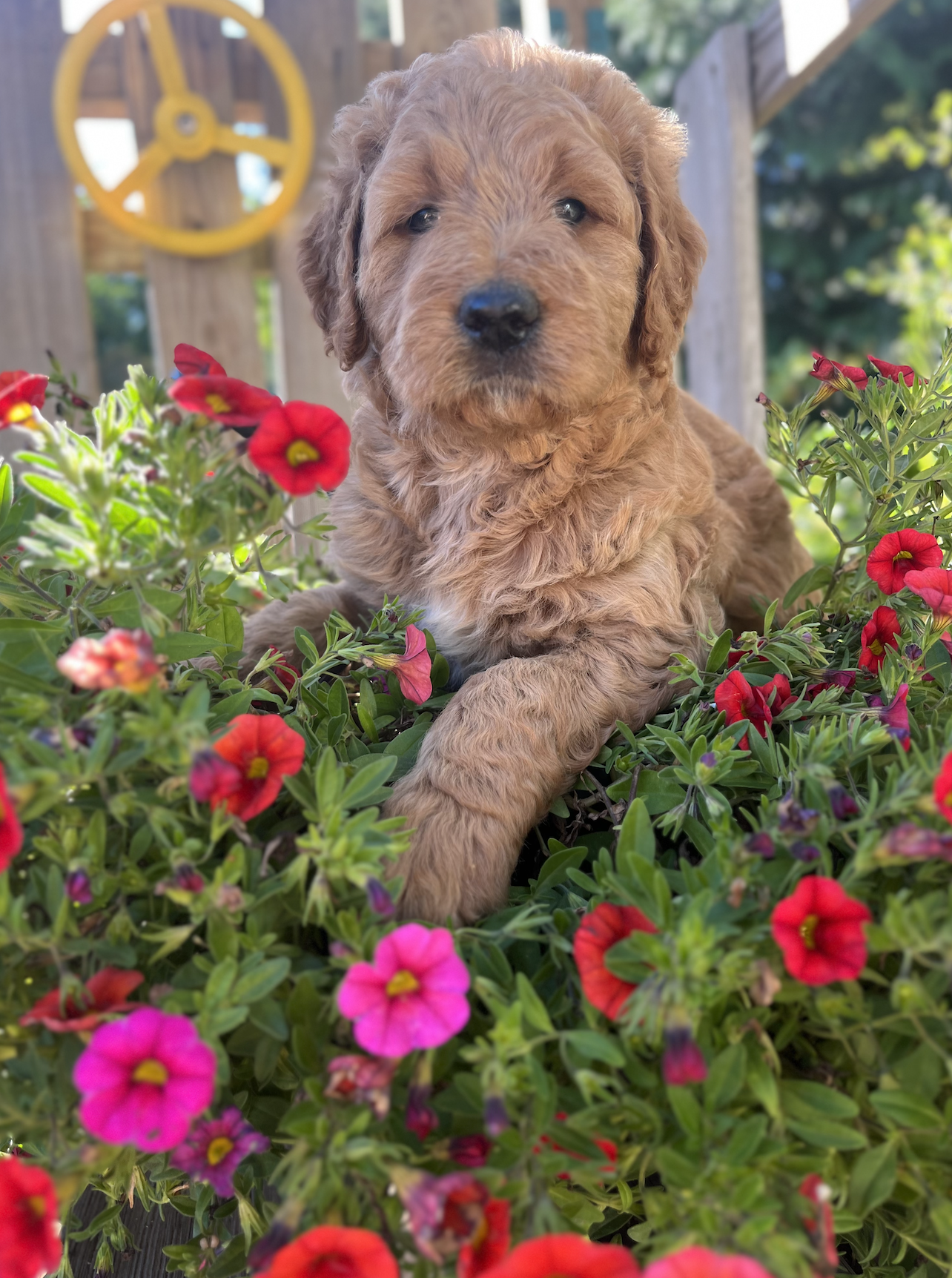 Sunny Puppy 7 weeks old Standard 
