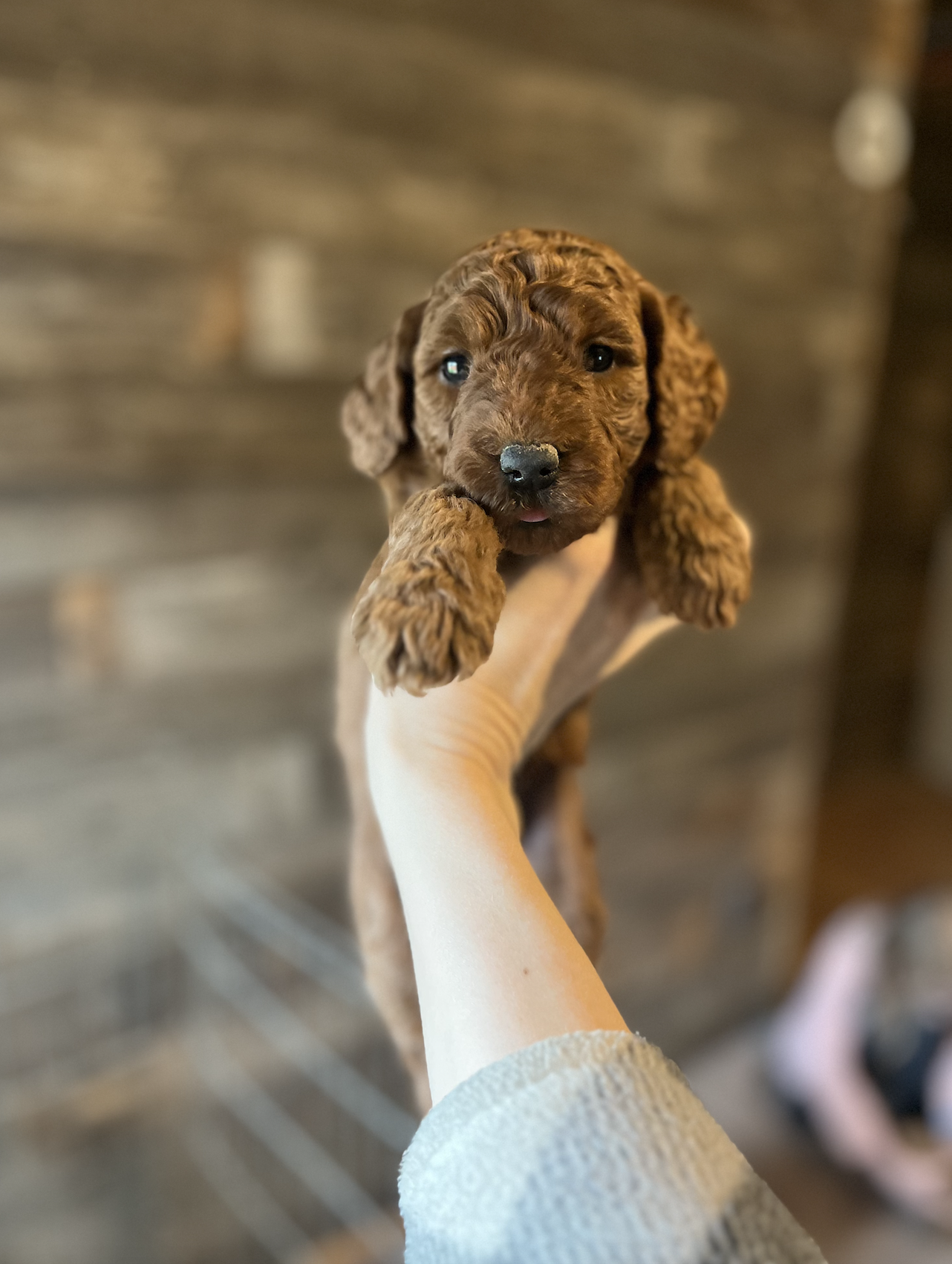 ruby puppy 5 weeks old 