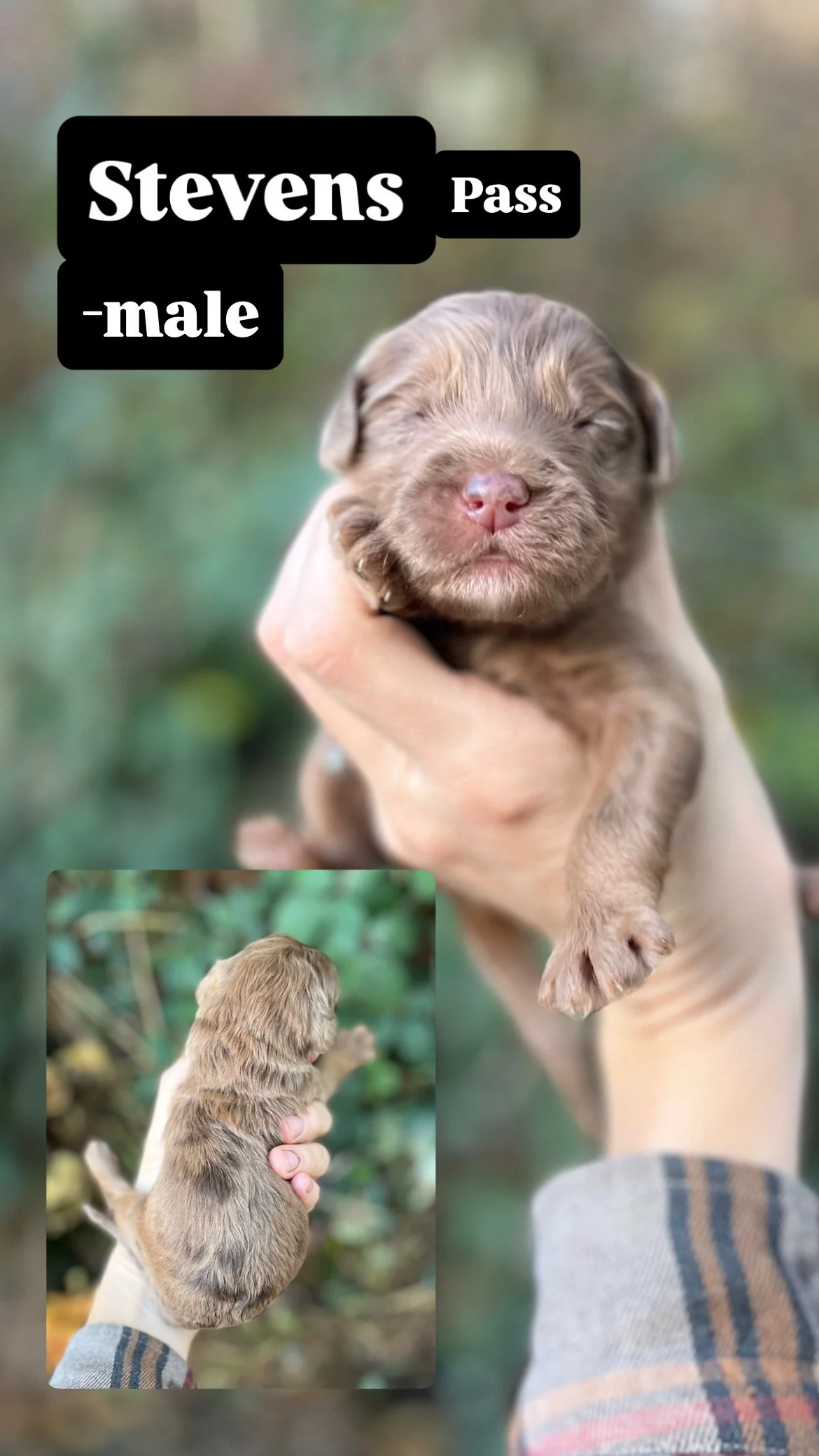 10 days old / Fern + Pippen Medium F1B Sheepadoodle