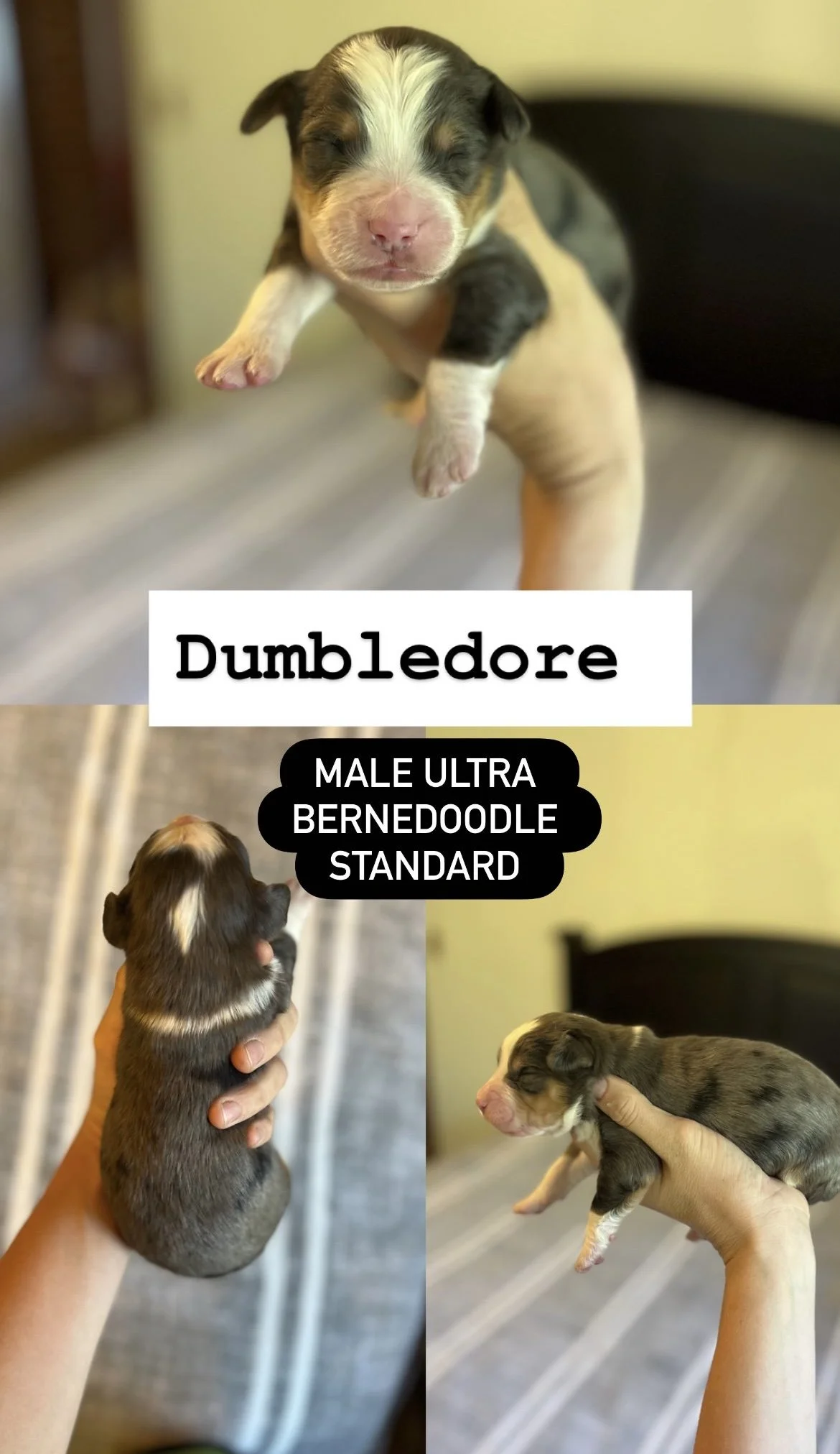 Ultra bernedooodle_6784.jpg