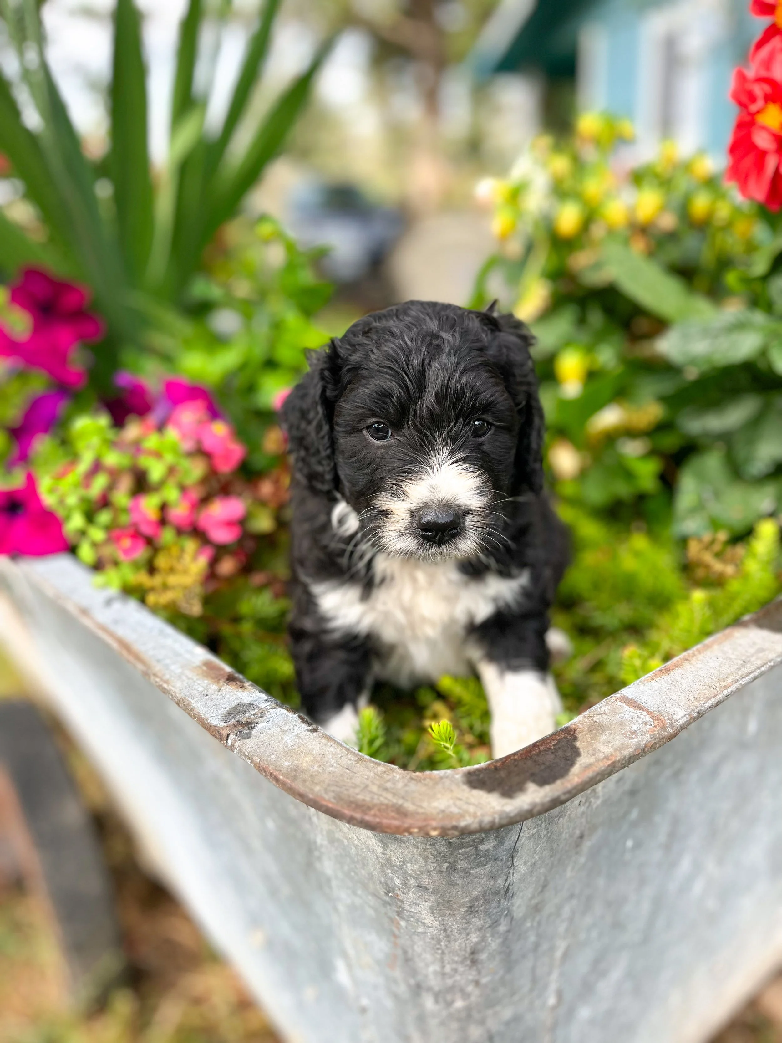 Sashimi - Male Available - $2250 
