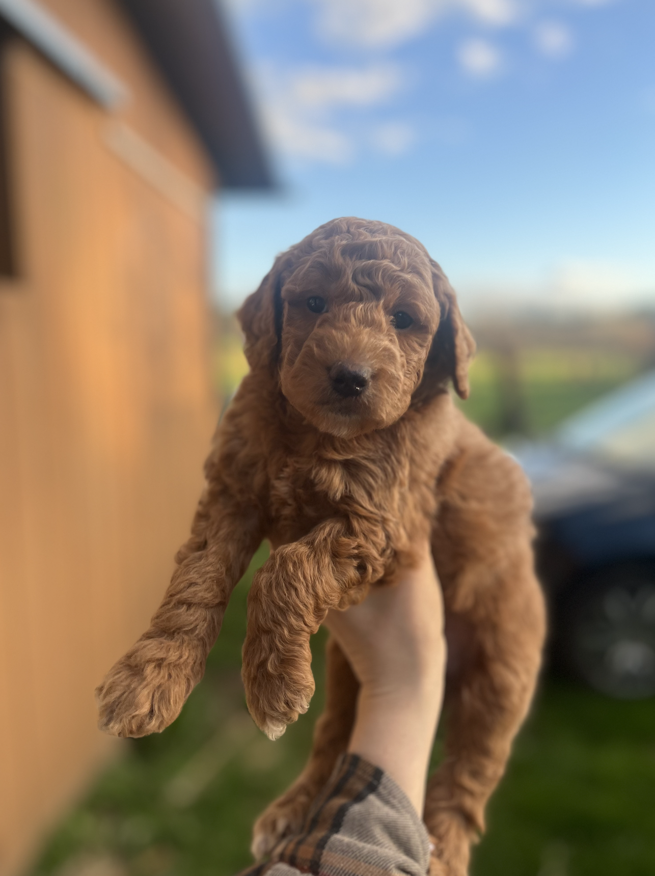 8 week old puppy ruby (onyx)