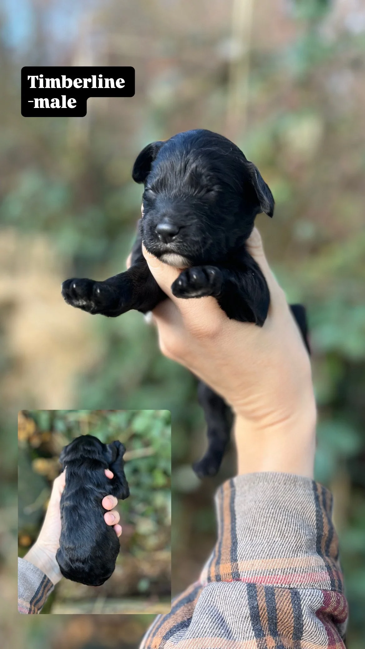 10 days old / Fern + Pippen Medium F1B Sheepadoodle