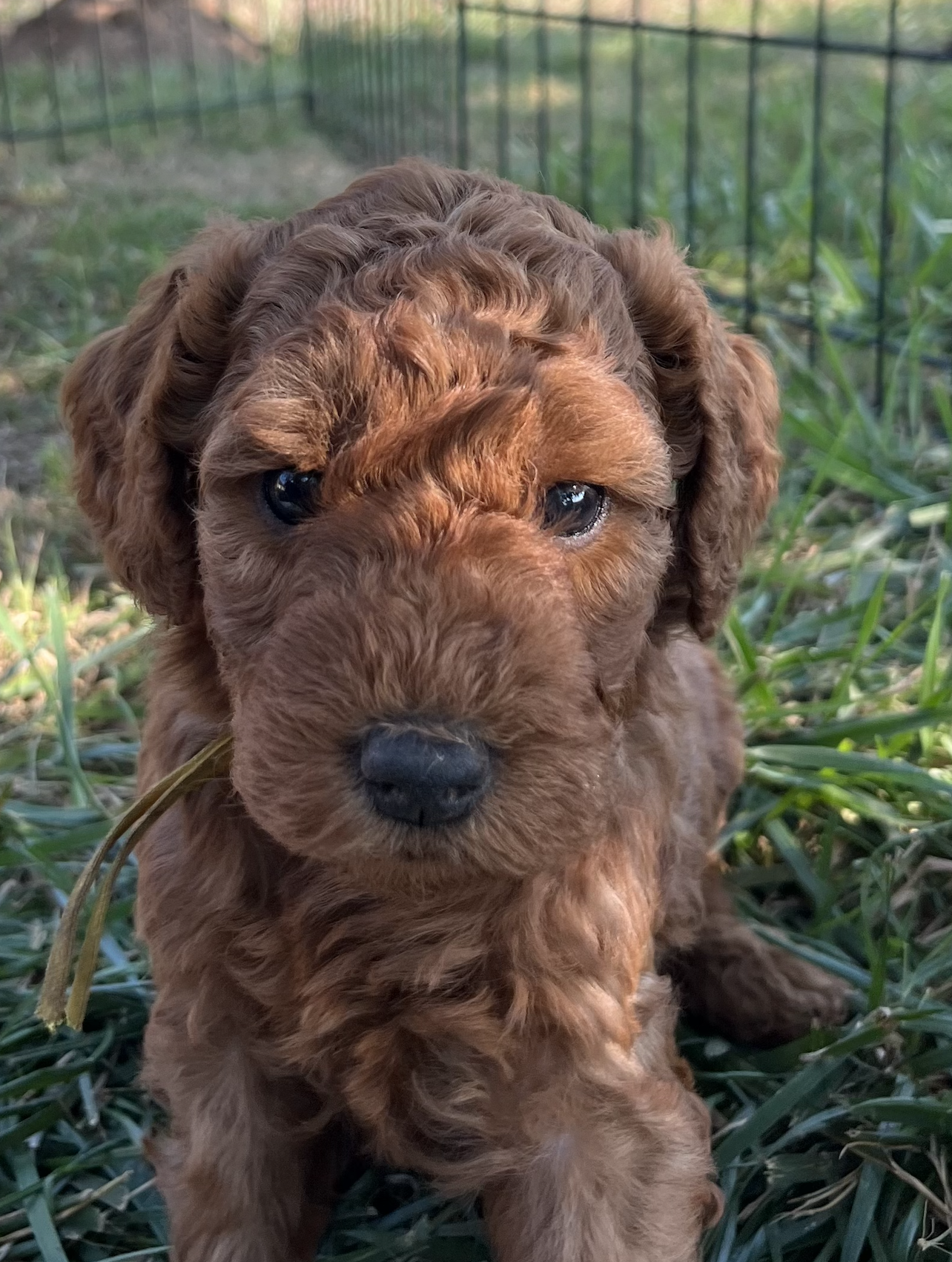 Ruby + Pippen Puppy 6 weeks old Mini F1B Goldendoodle red 